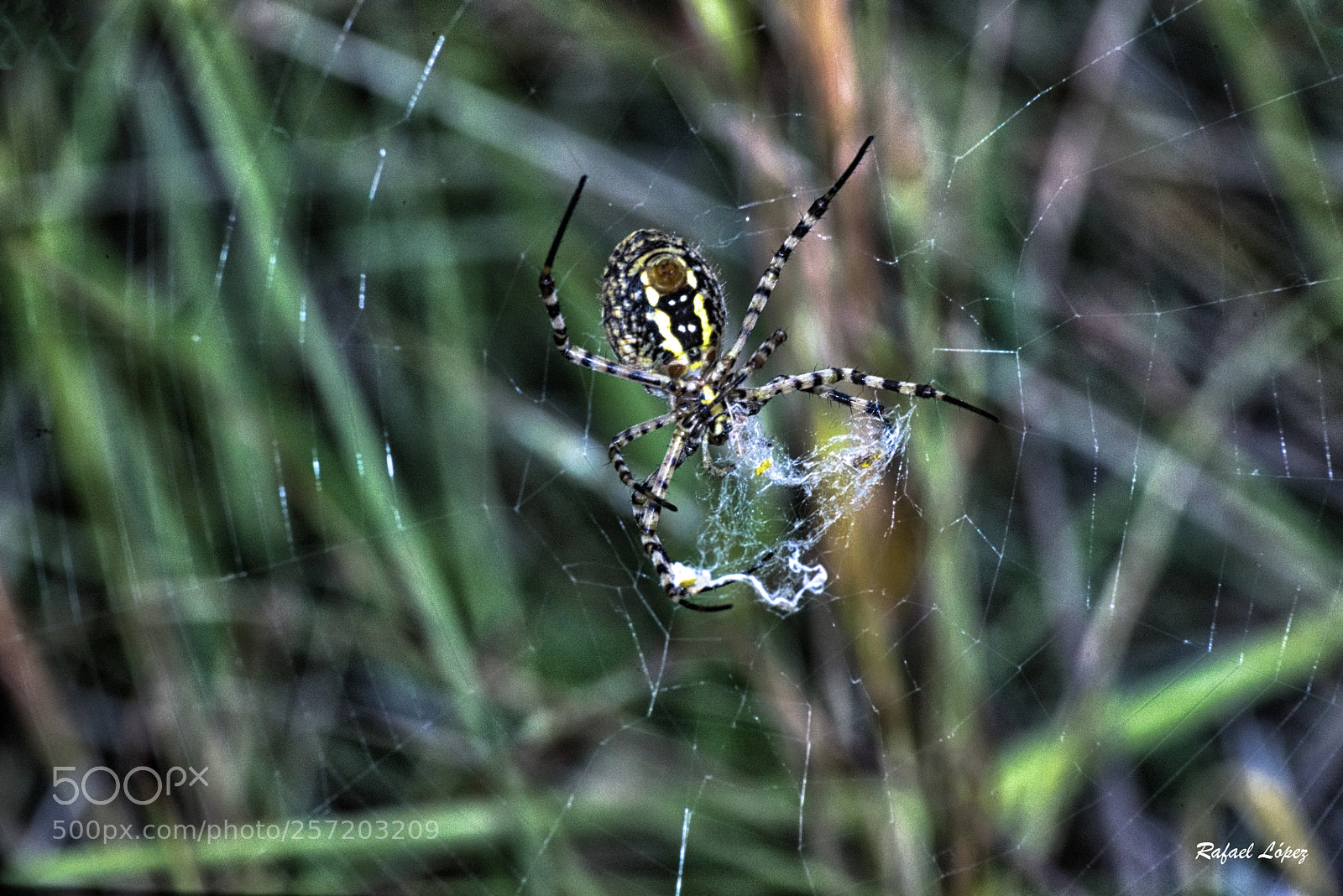 Nikon D610 sample photo. Enredo photography