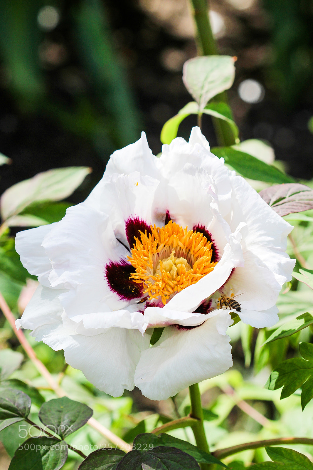 Canon EOS 600D (Rebel EOS T3i / EOS Kiss X5) sample photo. Peony photography