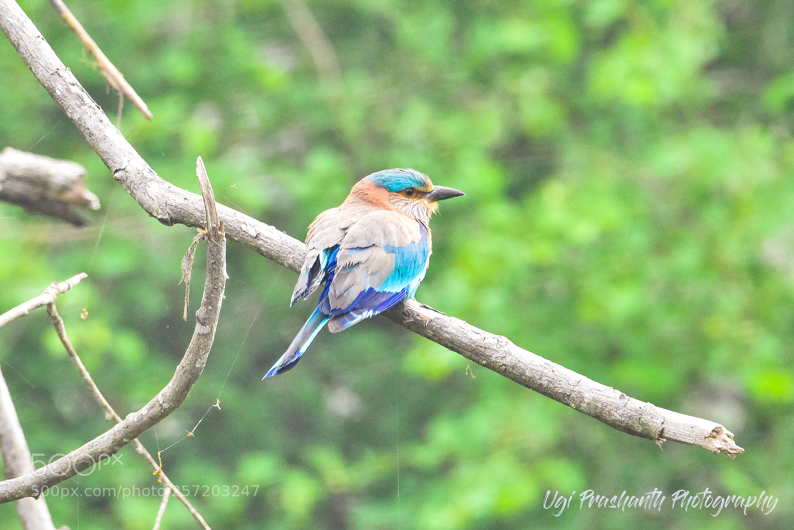 Nikon D810 sample photo. Indianroller photography