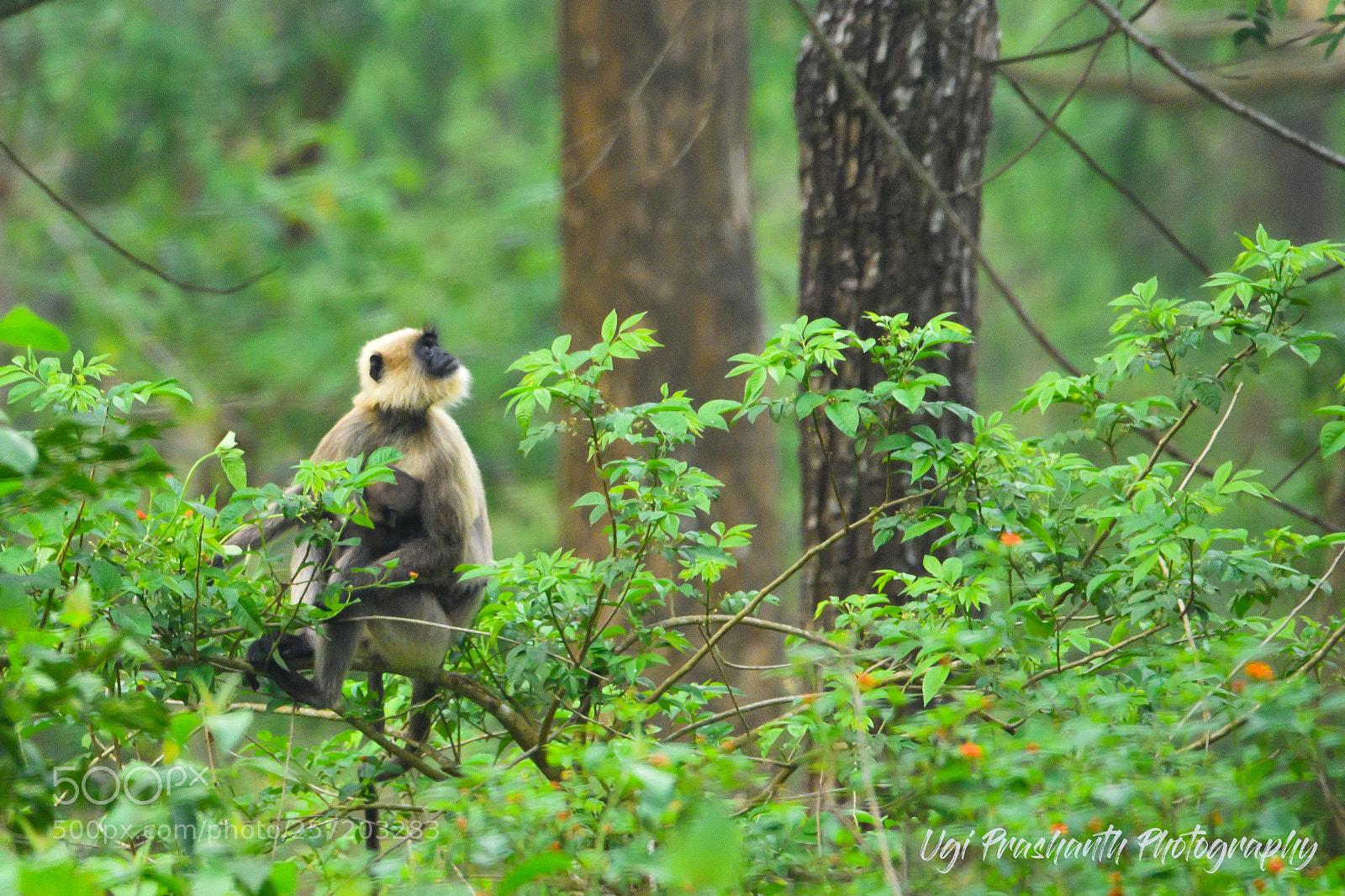 Nikon D810 sample photo. Languar photography