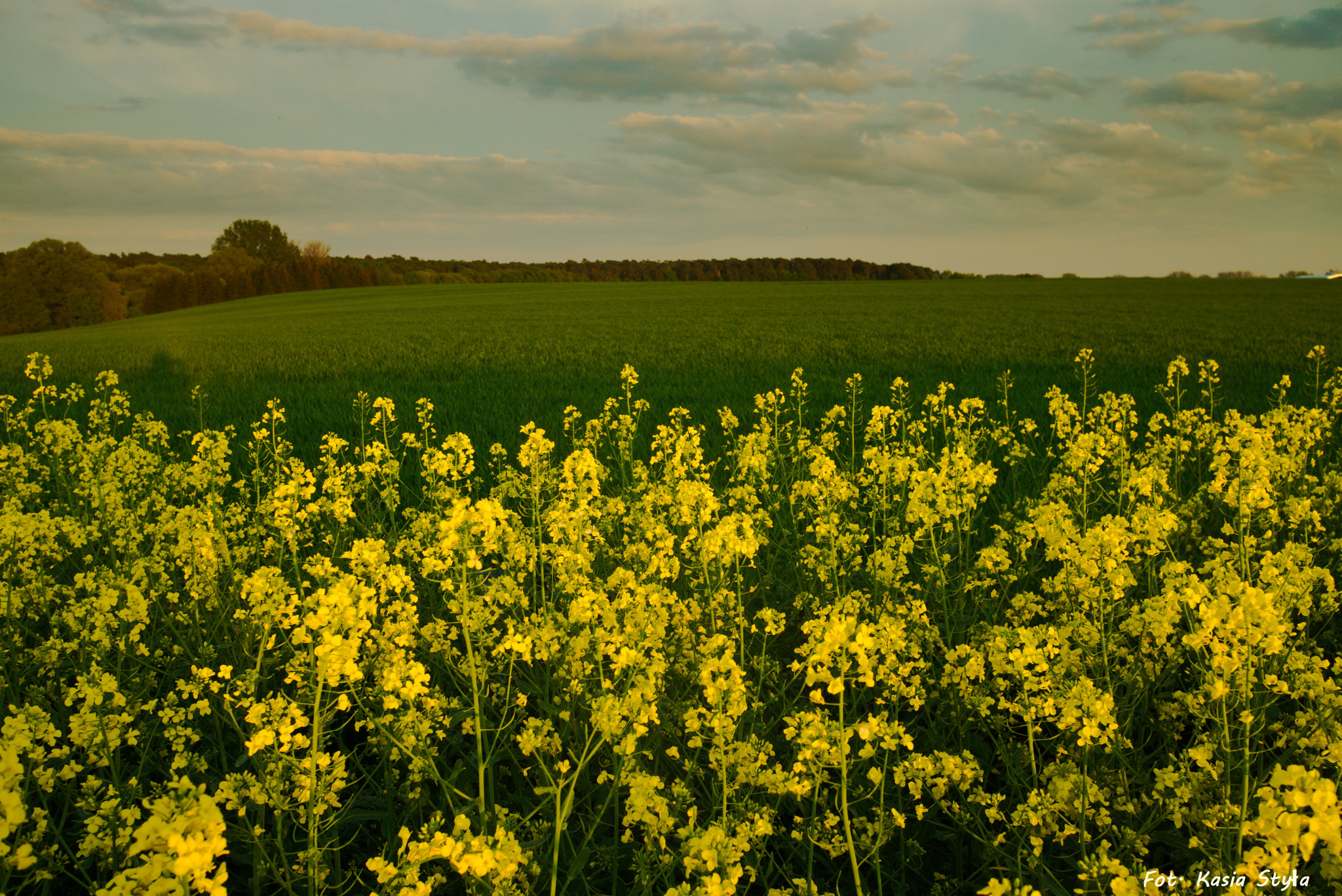 Sigma 19mm F2.8 EX DN sample photo. Rape field photography