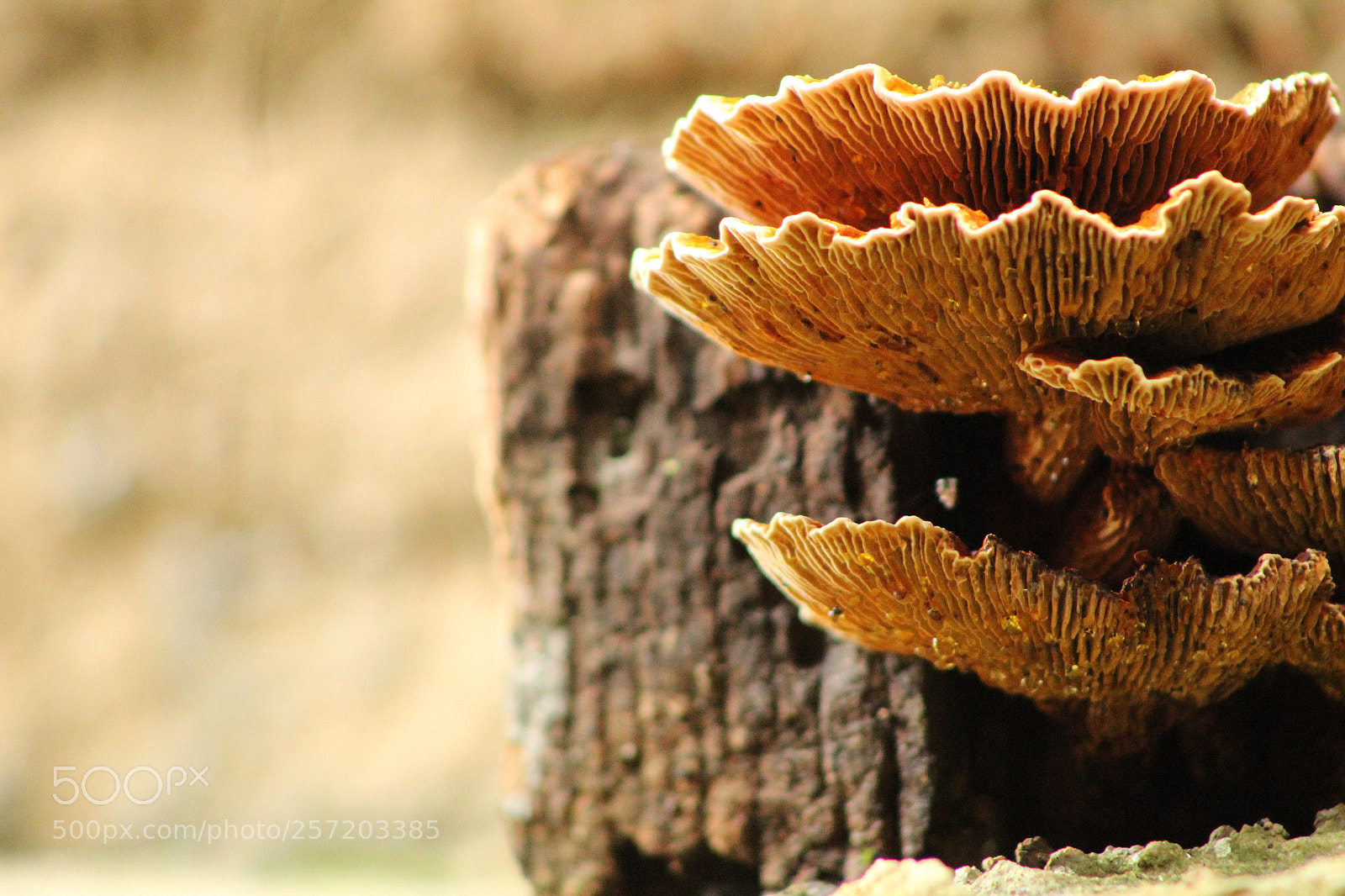 Canon EF 75-300mm f/4-5.6 sample photo. Untitled photography
