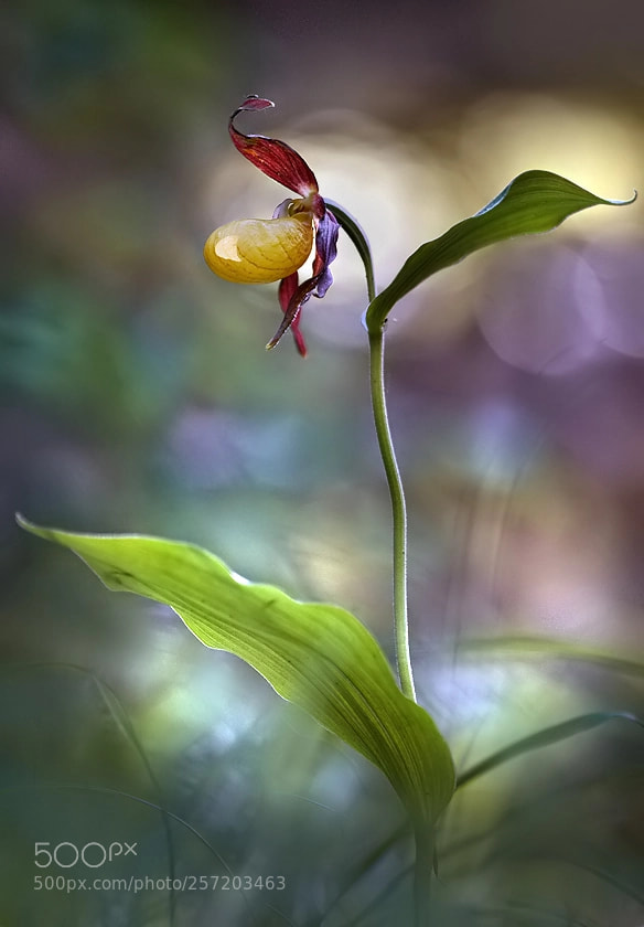 Nikon D7200 sample photo. Queen of the orchids photography