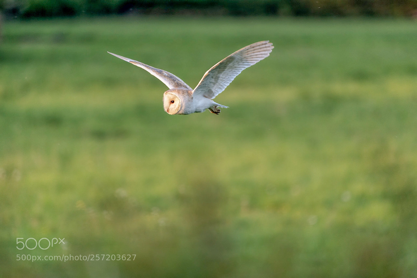 Sony a9 sample photo. Dusk flight photography