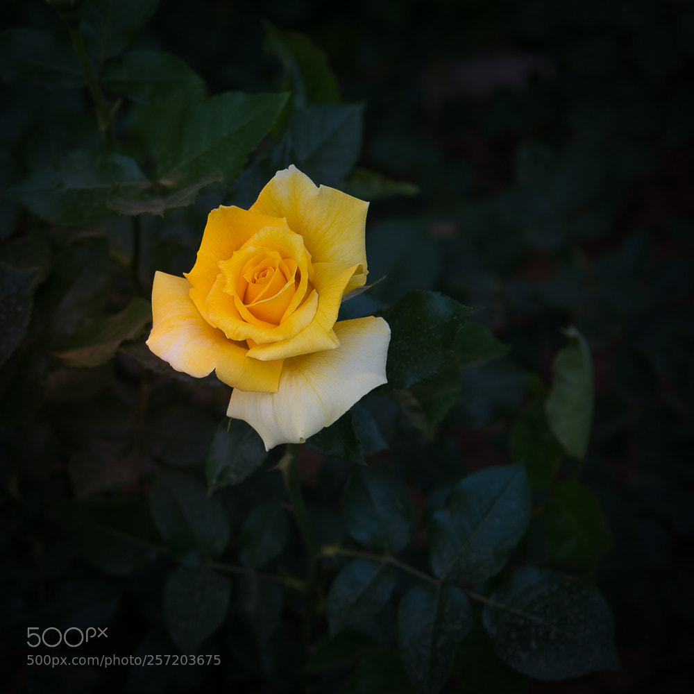 Nikon D800 sample photo. Untitled photography