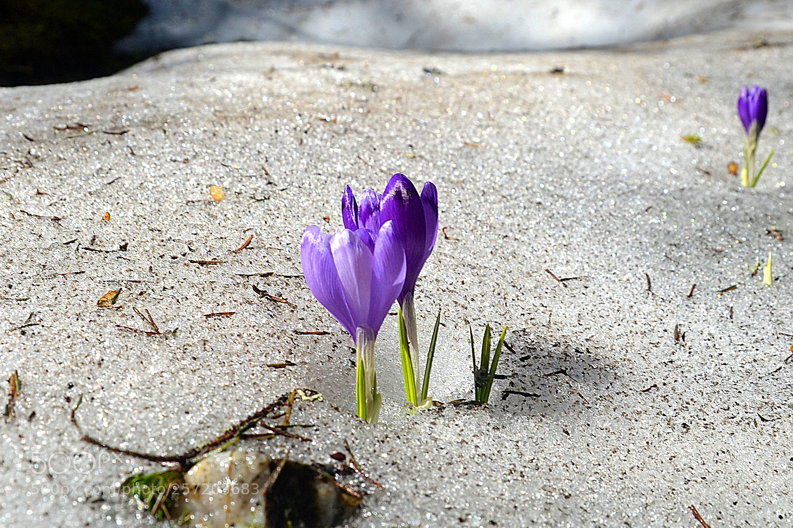 Nikon D3100 sample photo. Сrocuses photography