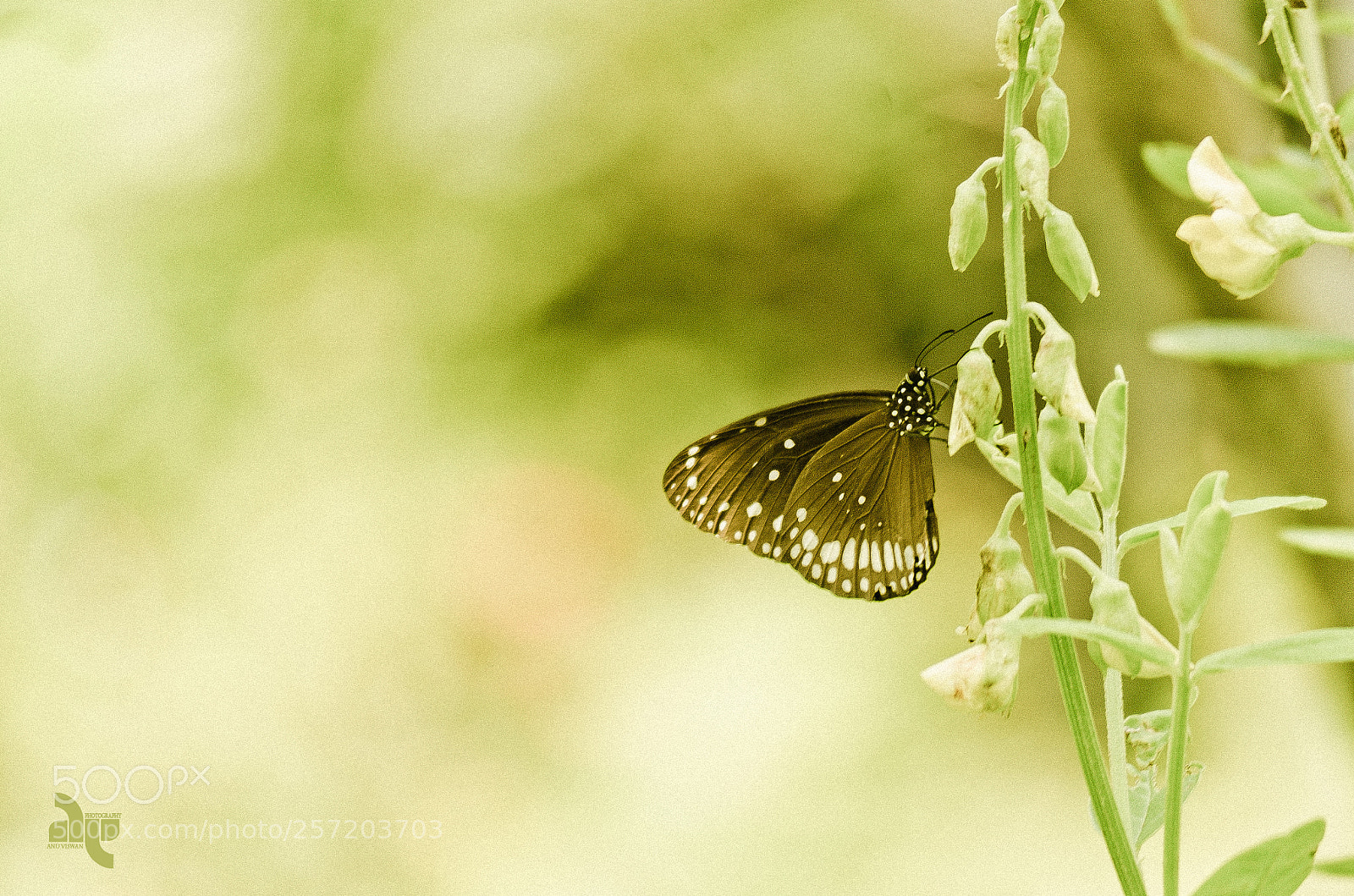 Nikon D7000 sample photo. Watching butterfly again photography