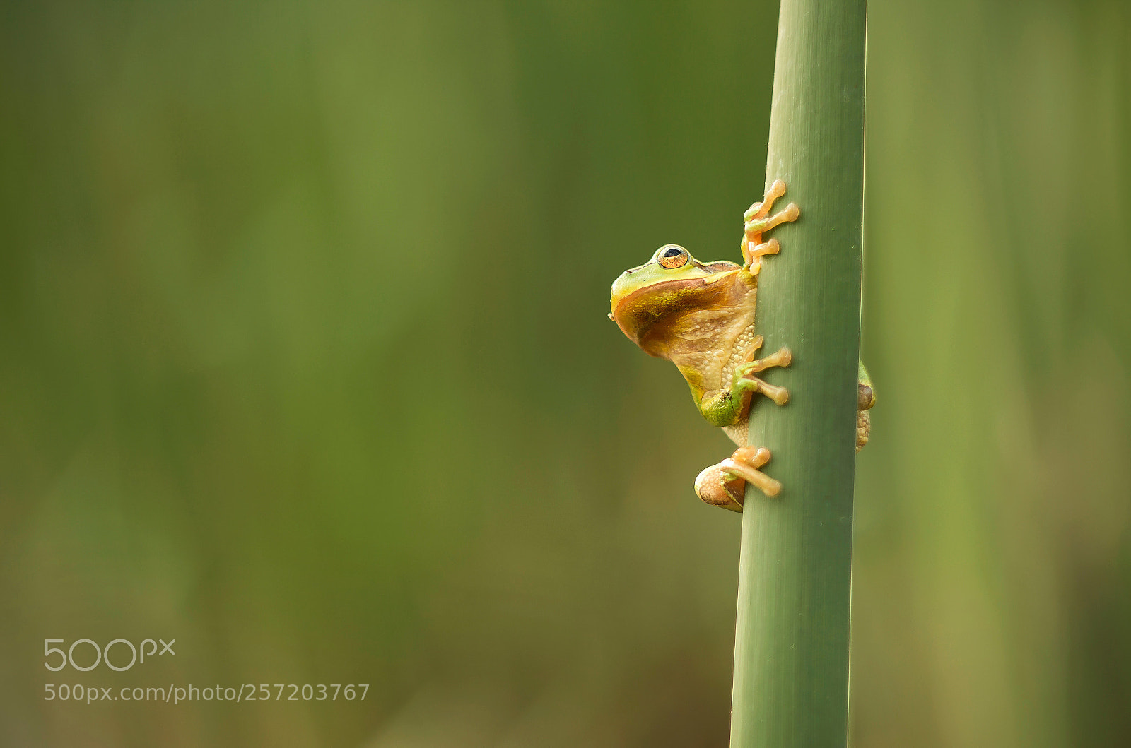 Canon EOS 70D sample photo. ... photography