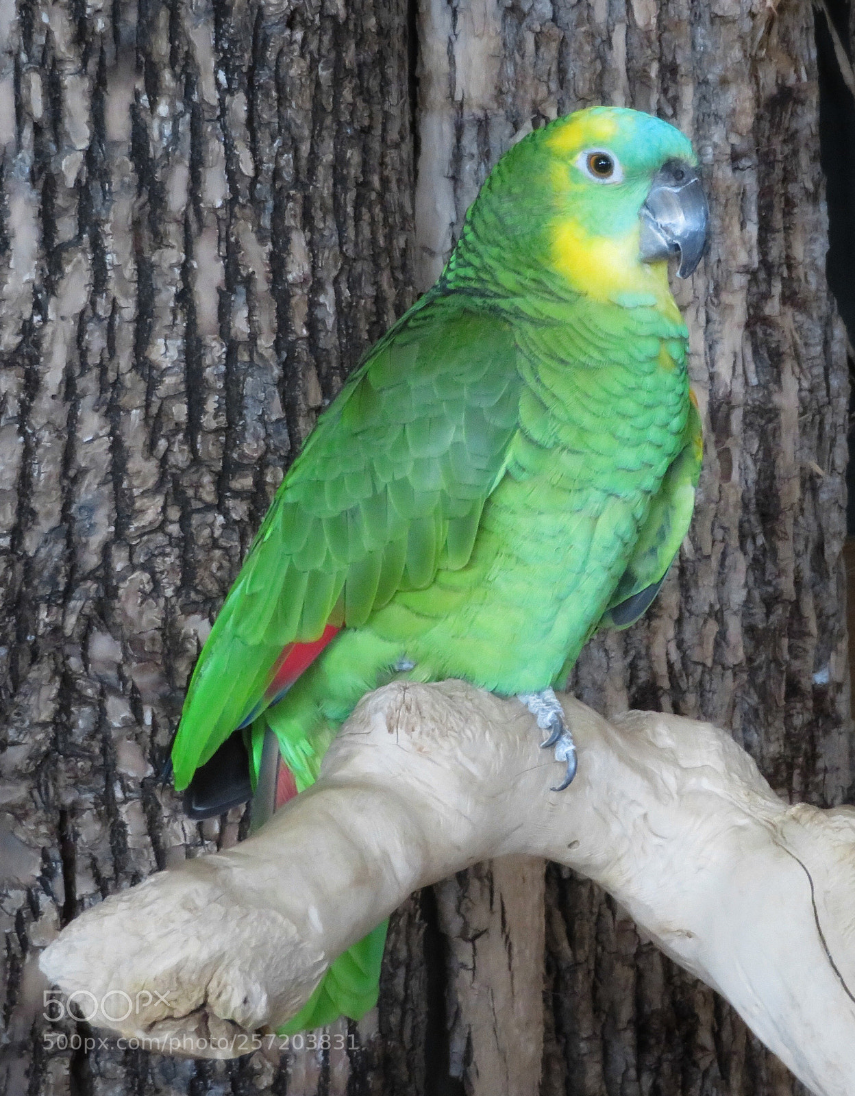 Canon PowerShot SX720 HS sample photo. Turquoise-fronted amazon  photography