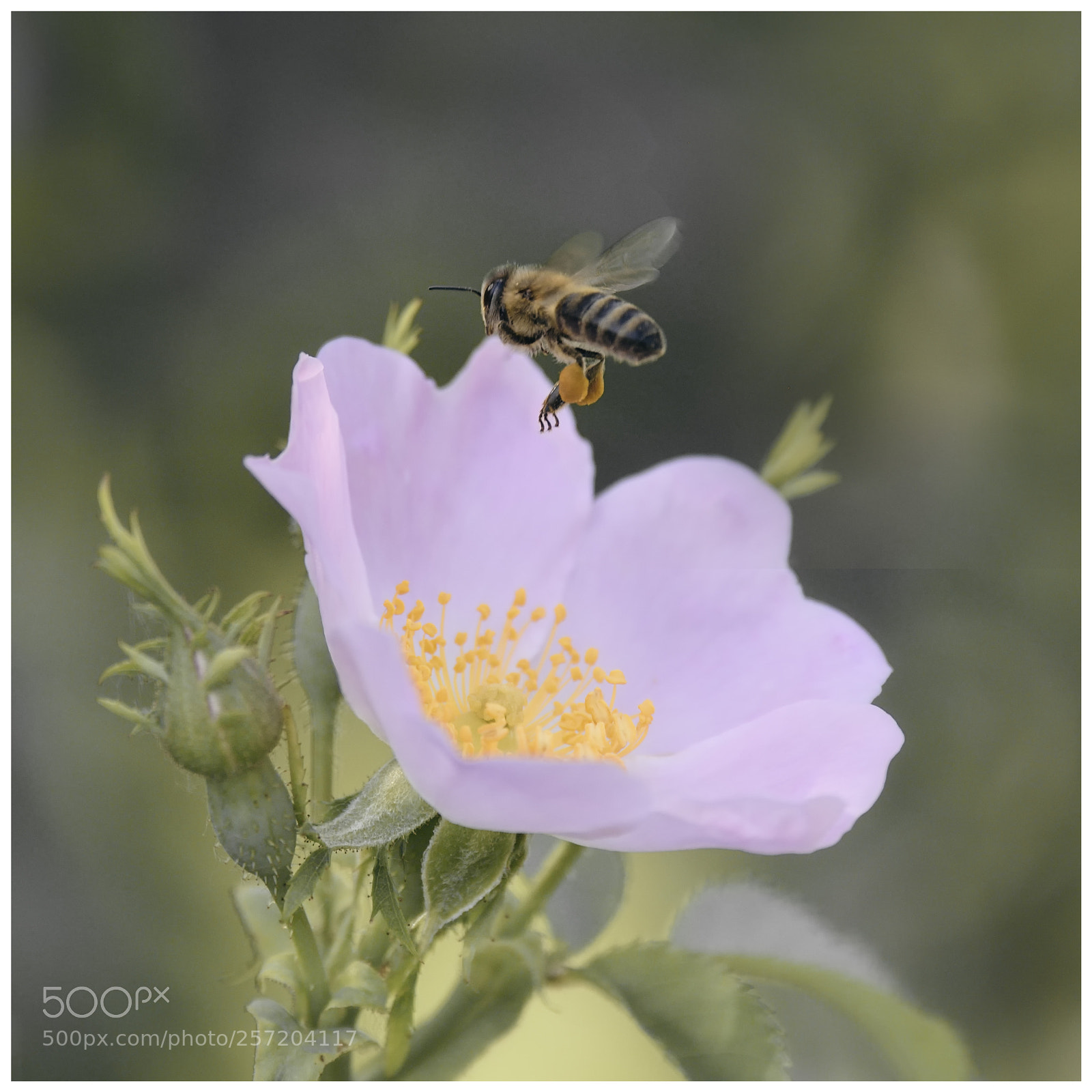 Nikon D750 sample photo. Honey photography