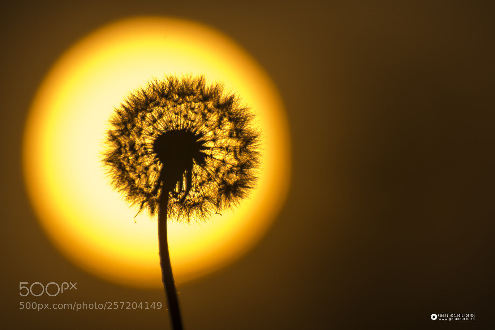 Nikon D7200 sample photo. ### photography