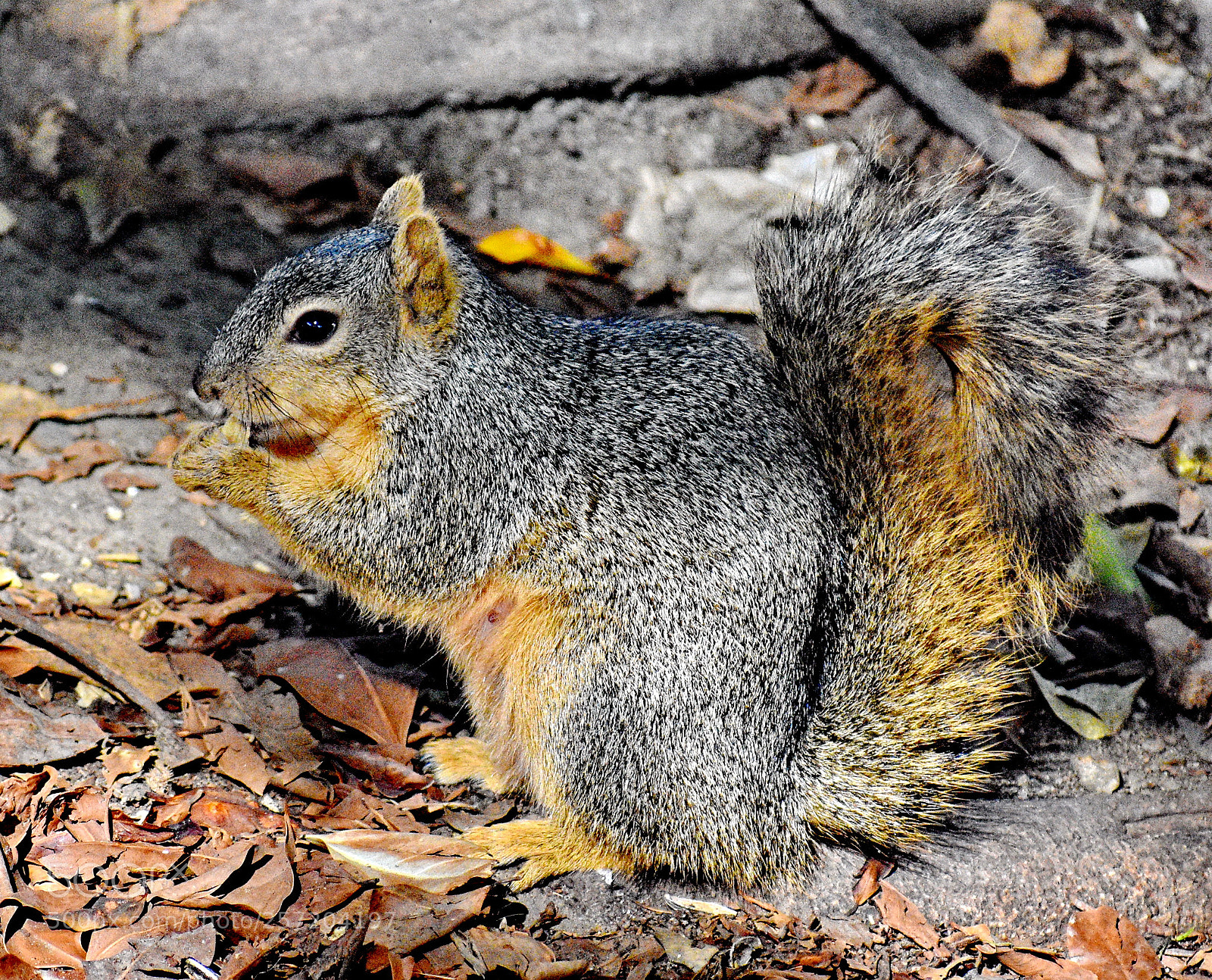 Nikon D7200 sample photo. Squirrel eating his lunch photography