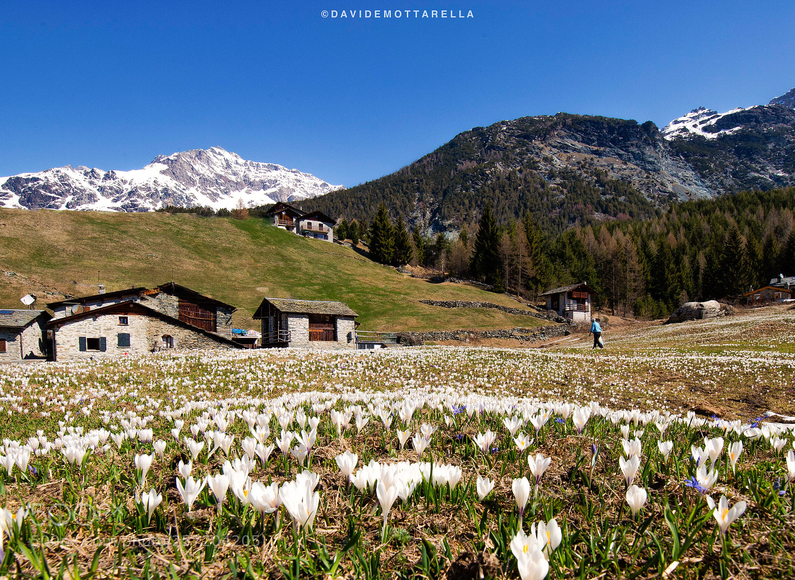Canon EOS 6D Mark II sample photo. Crocus time photography