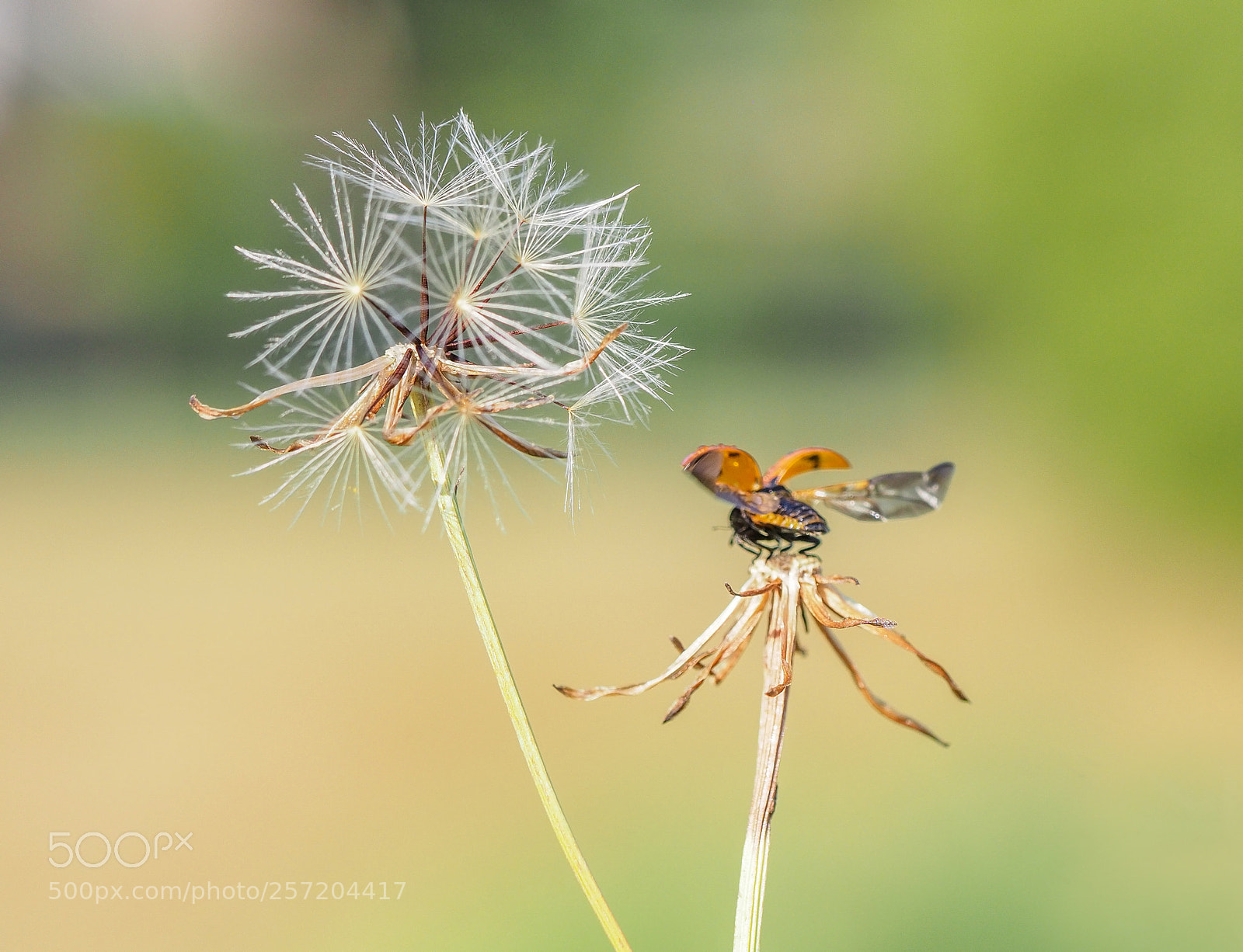 Olympus OM-D E-M1 Mark II sample photo. Ladubug and dandelion photography