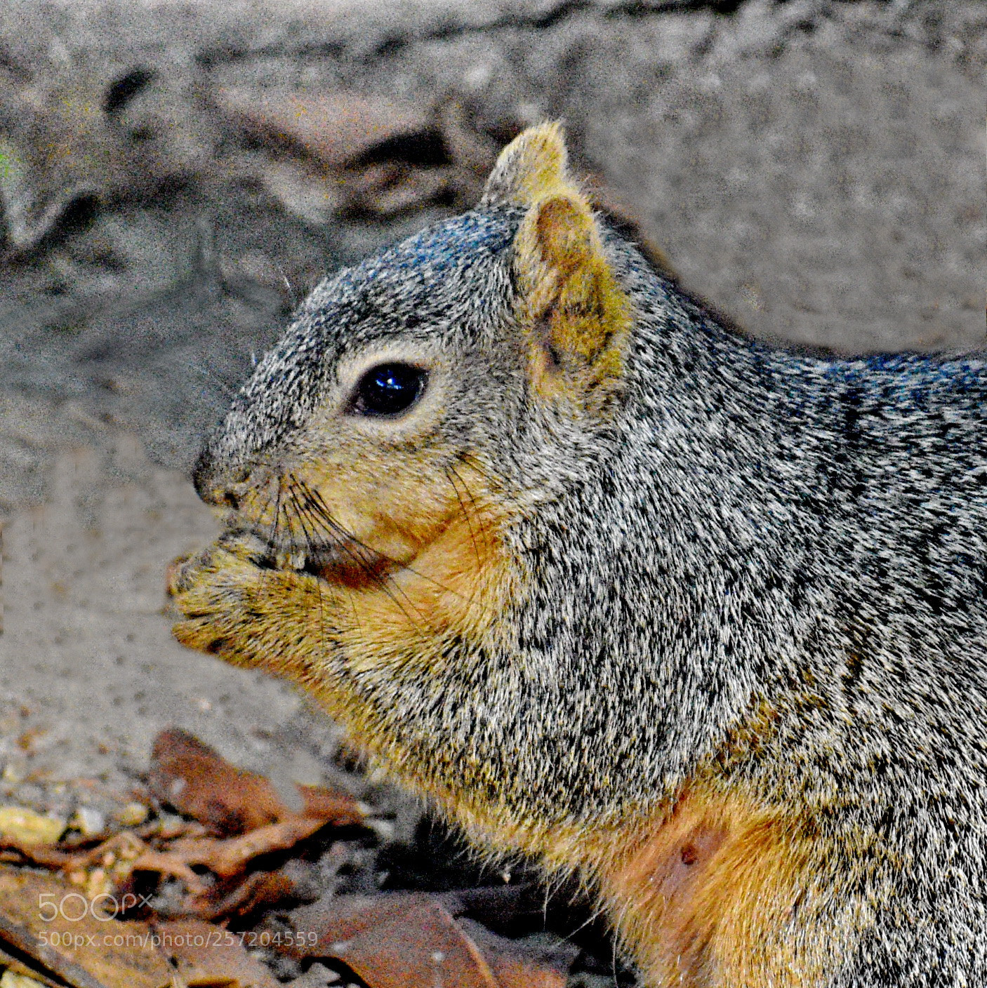 Nikon D7200 sample photo. Squirrel eating his lunch photography