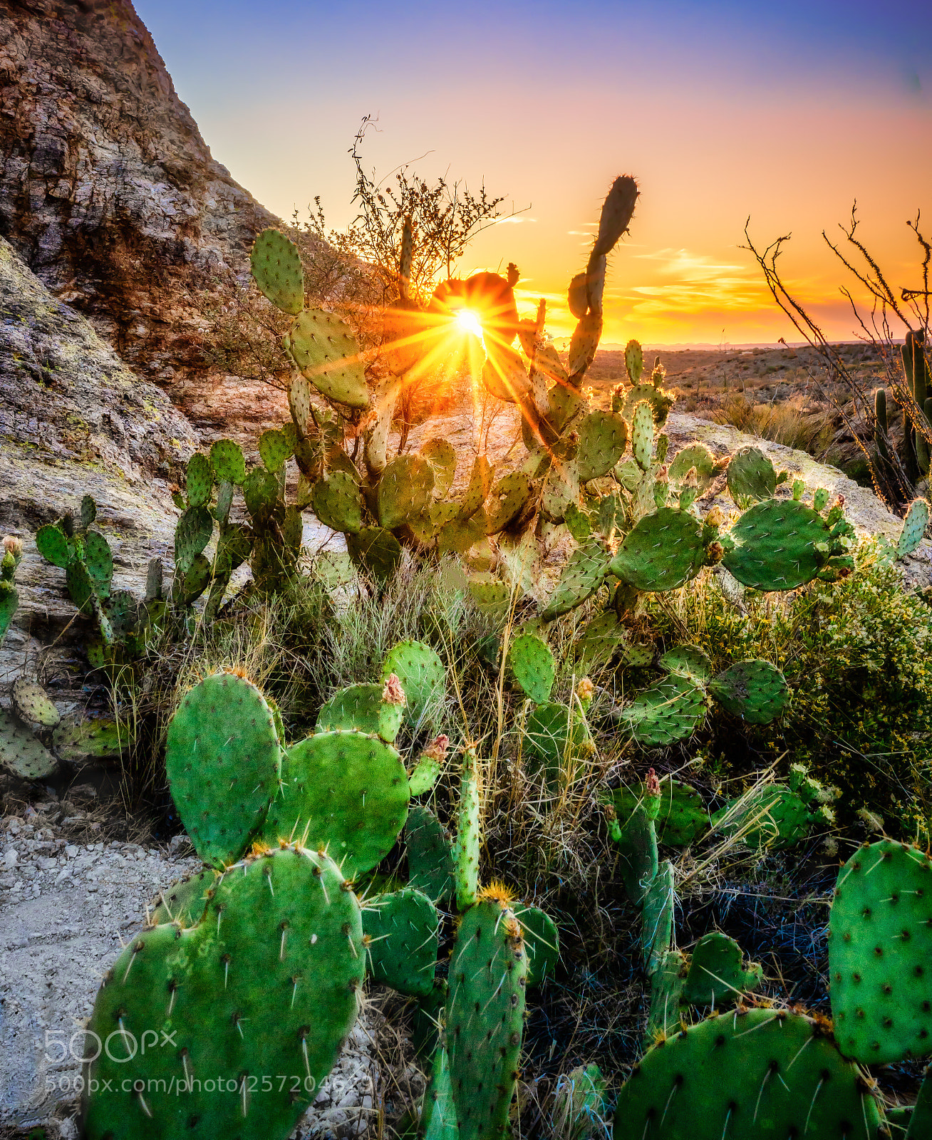Sony a7 III sample photo. Cactus sunset photography