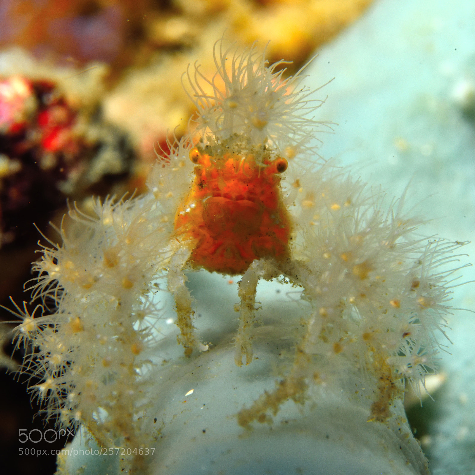 Nikon D810 sample photo. Decorator crab photography
