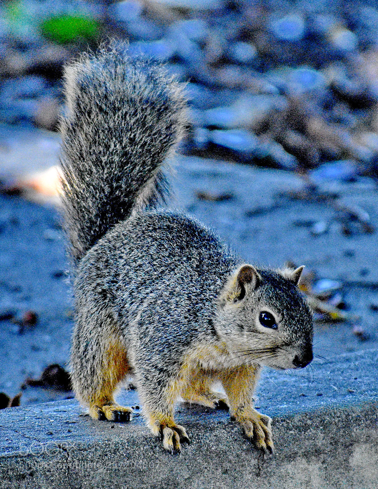 Nikon D7200 sample photo. Squirrel looking at you photography