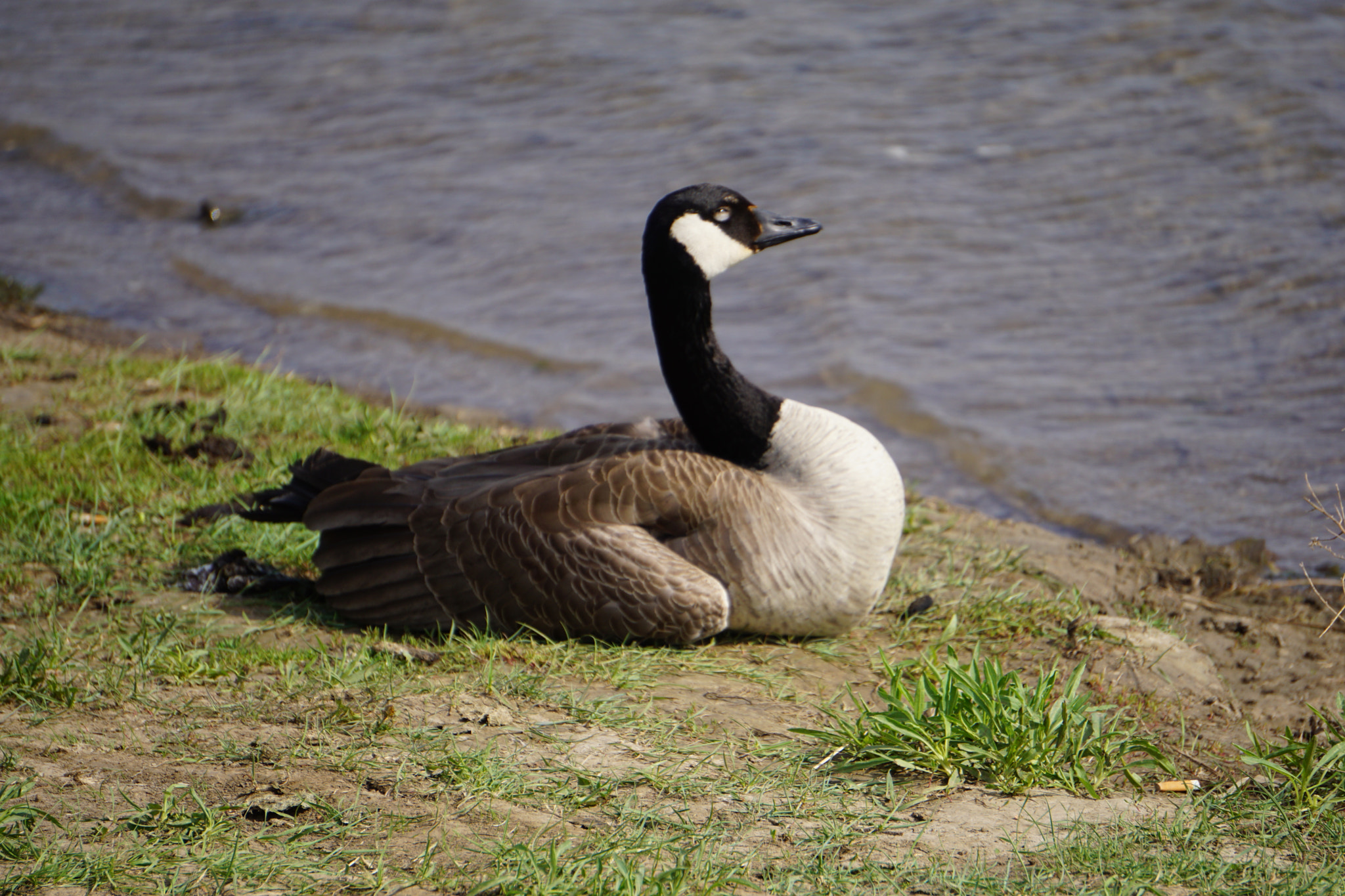 Sony E 55-210mm F4.5-6.3 OSS sample photo. Duck photography