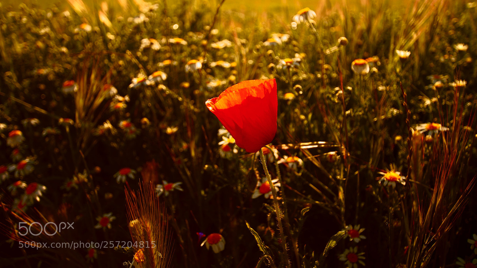 Sony SLT-A58 sample photo. Springtime. photography