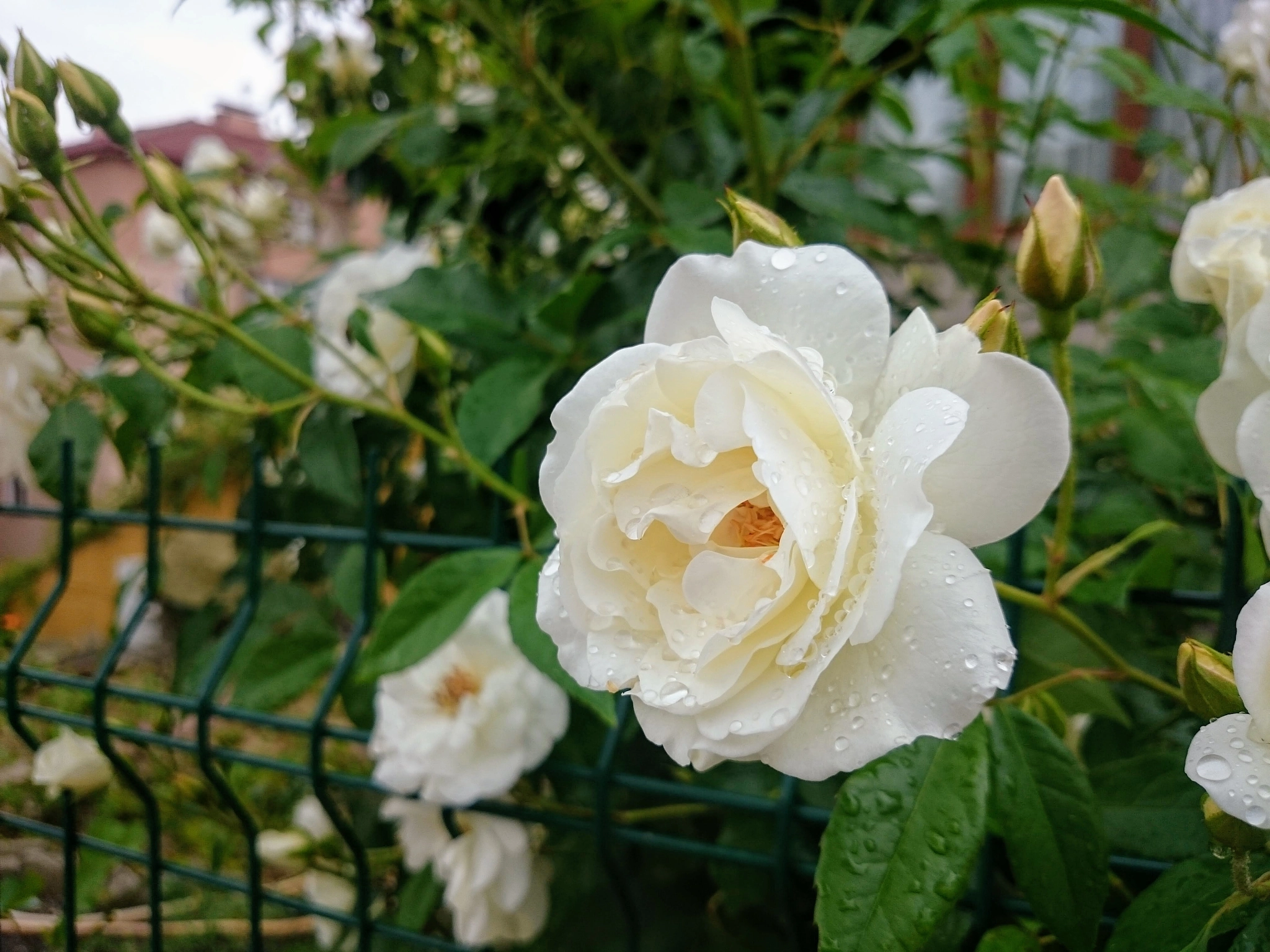 Sony Xperia Z2 sample photo. After rain photography
