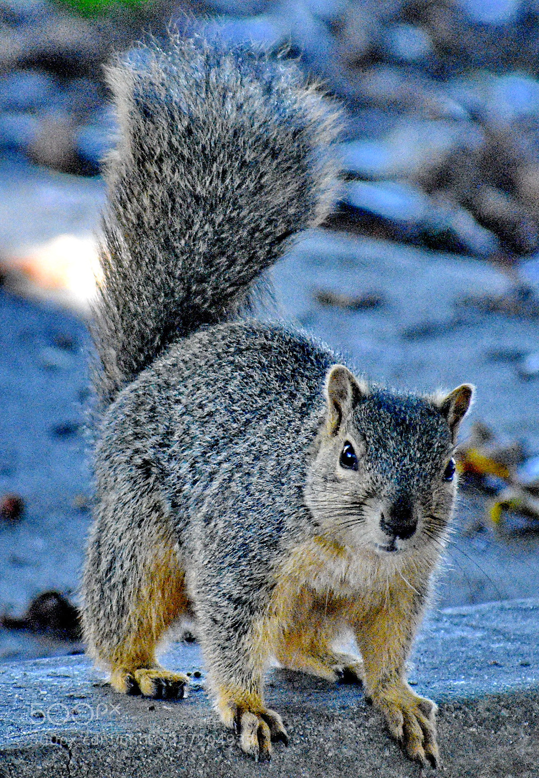 Nikon D7200 sample photo. Squirrel looking at you photography