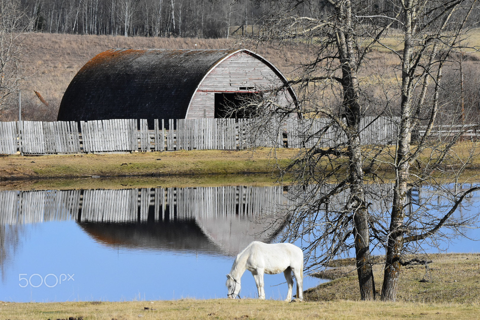 Nikon D7200 + Nikon AF-S Nikkor 200-500mm F5.6E ED VR sample photo. Early spring on a farm. photography