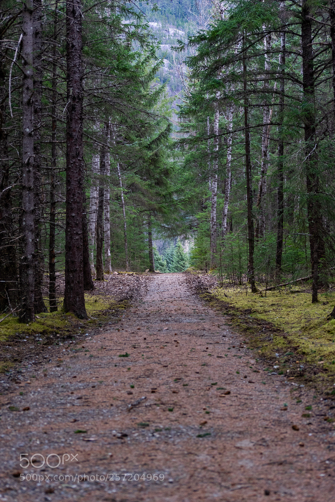 Nikon D5300 sample photo. A shaded forest trail photography