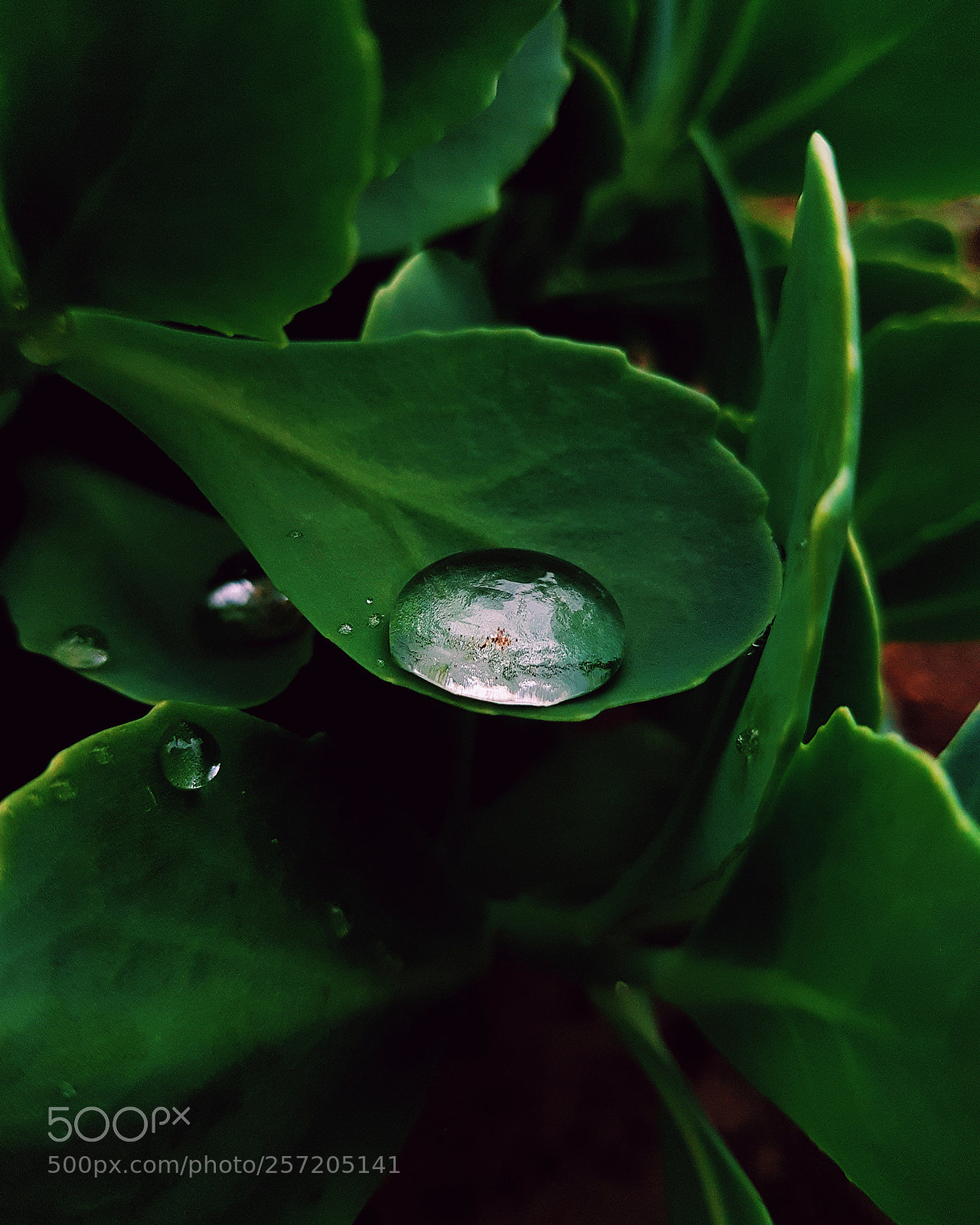Samsung Galaxy S7 sample photo. After the rain photography