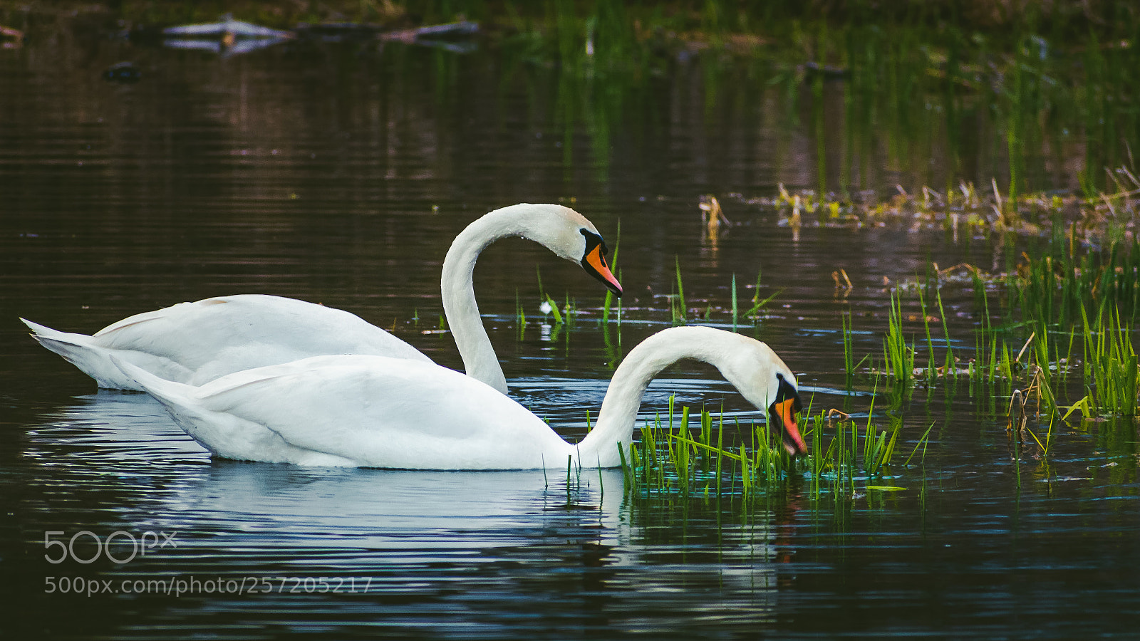 Nikon D5300 sample photo. Swans photography
