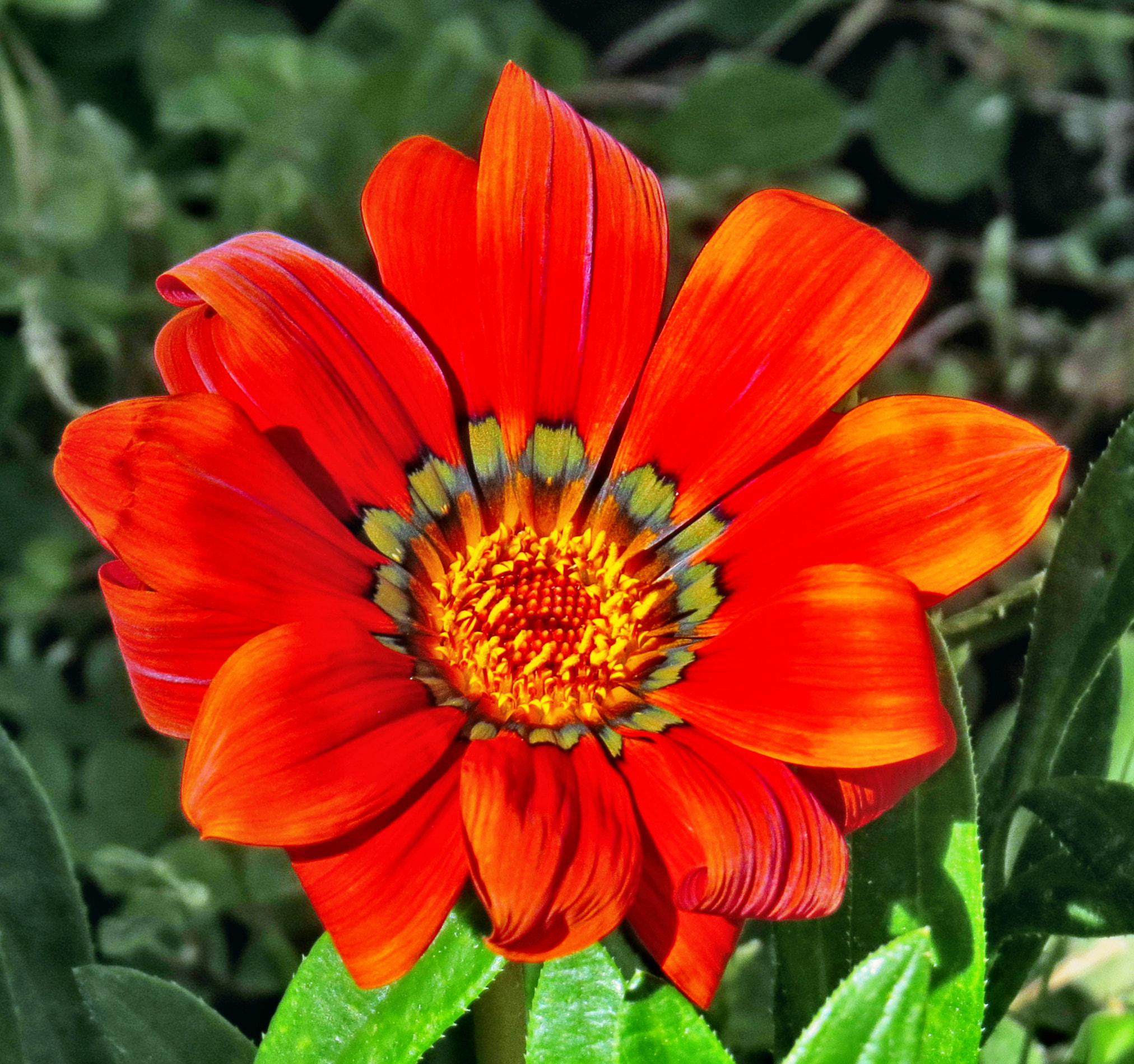 4.3 - 215.0 mm sample photo. A red flower photography