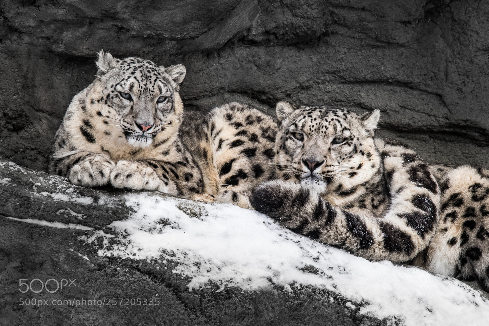 Nikon D500 sample photo. Snow leopard pair iii photography