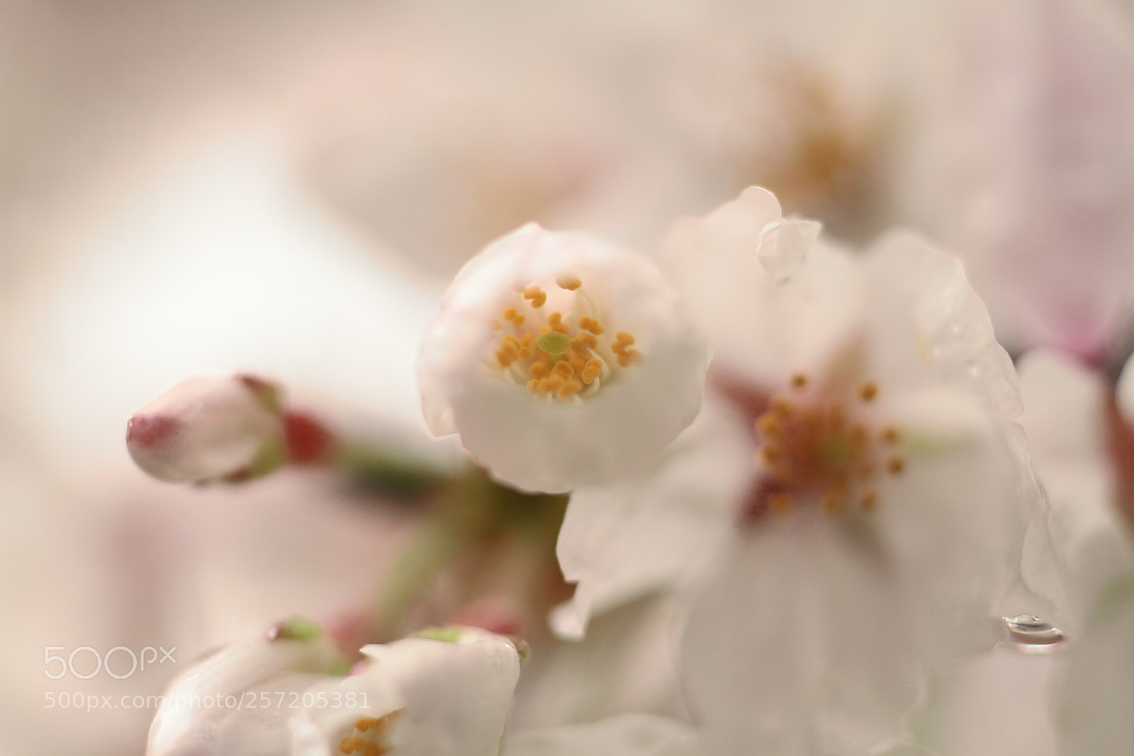 Canon EOS 7D + Canon EF 50mm F1.8 II sample photo. Cheery bloosom of rainy photography