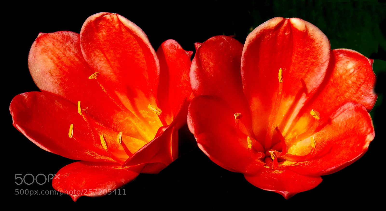 Canon PowerShot SX50 HS sample photo. Two red flowers in photography