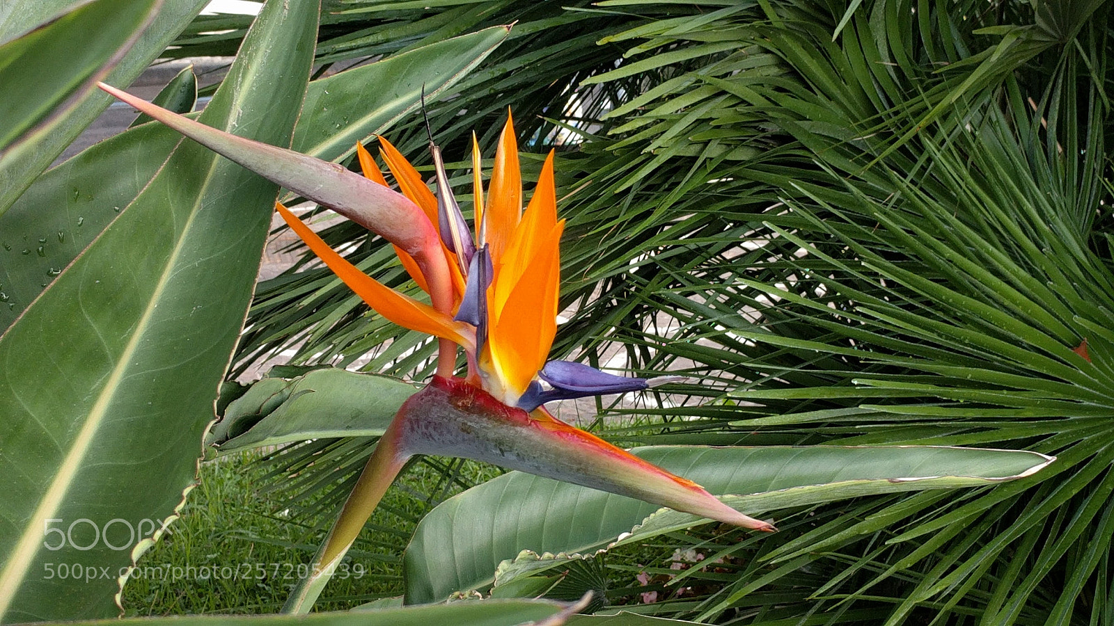 Google Nexus 6P sample photo. Bird of paradise photography
