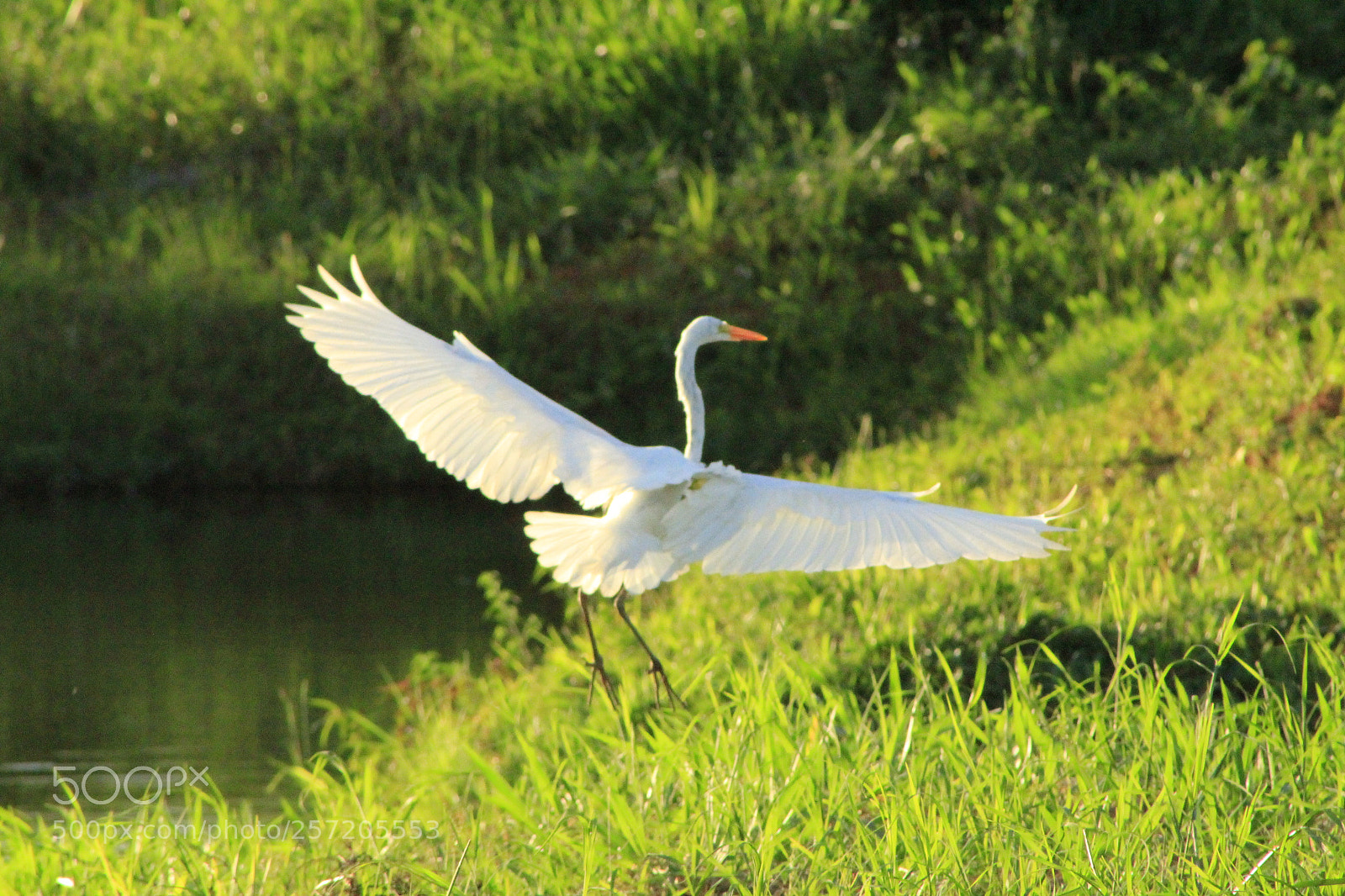 Canon EF 75-300mm f/4-5.6 sample photo. Untitled photography