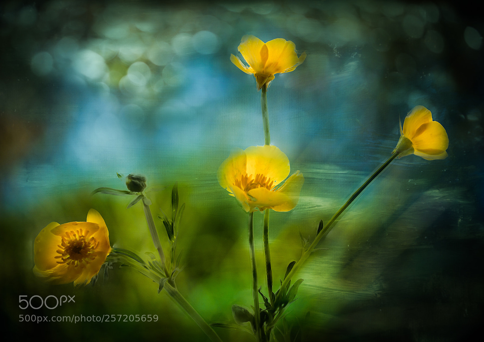 Canon EOS 6D sample photo. Buttercups photography