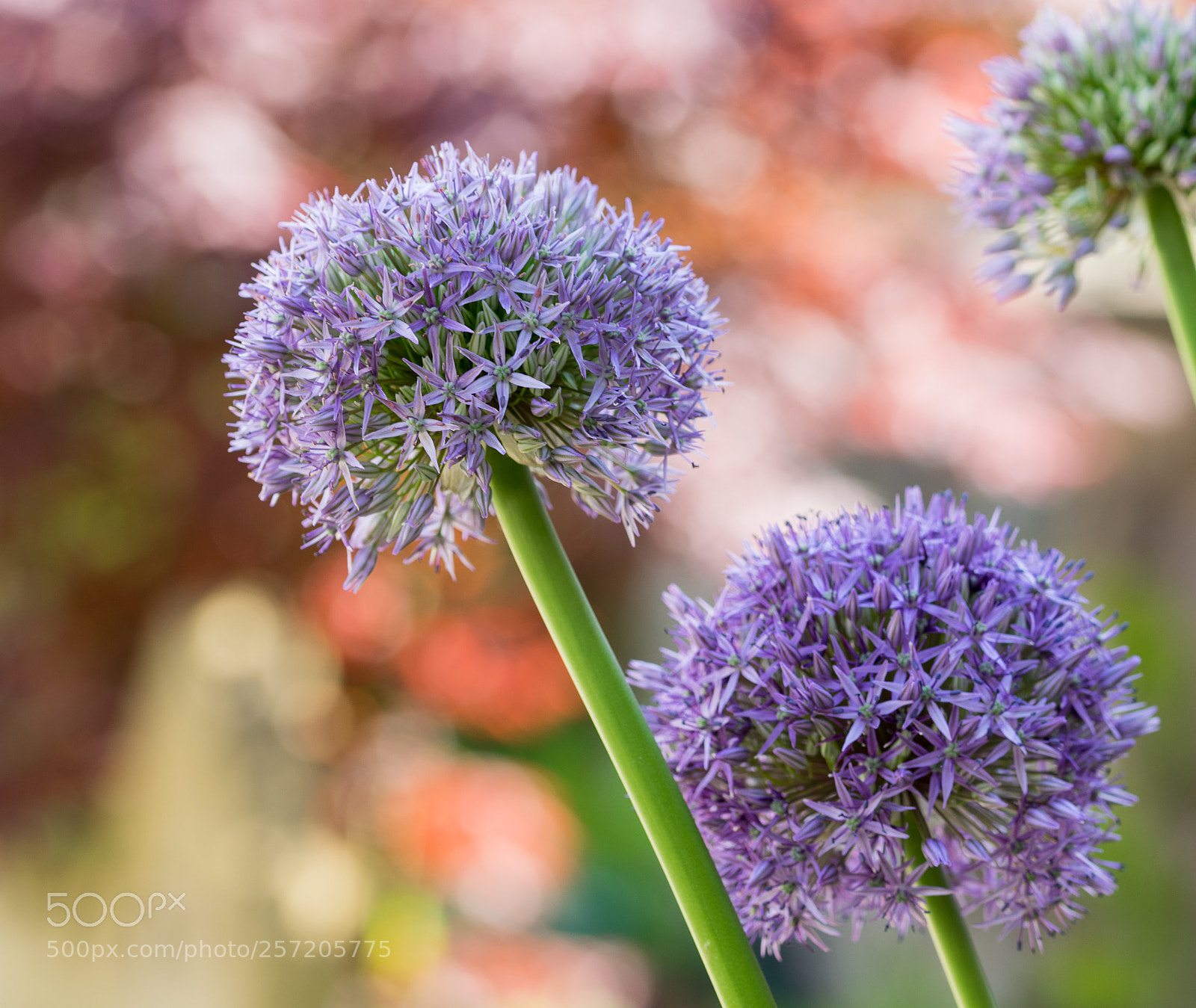 Nikon D3300 sample photo. Flower photography