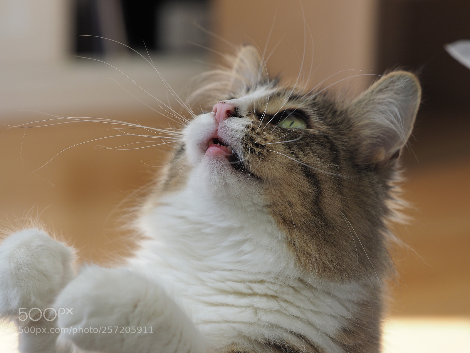 Olympus OM-D E-M1 Mark II sample photo. Isa, play with me ? photography