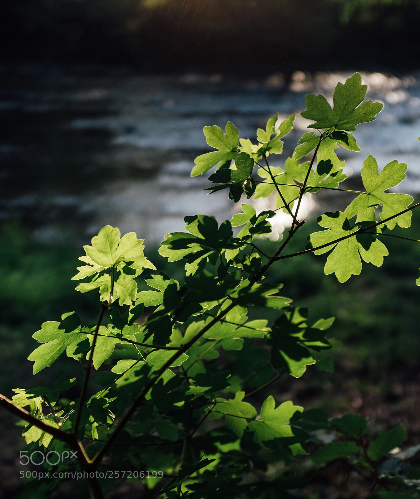 Fujifilm X100T sample photo. Evening light photography