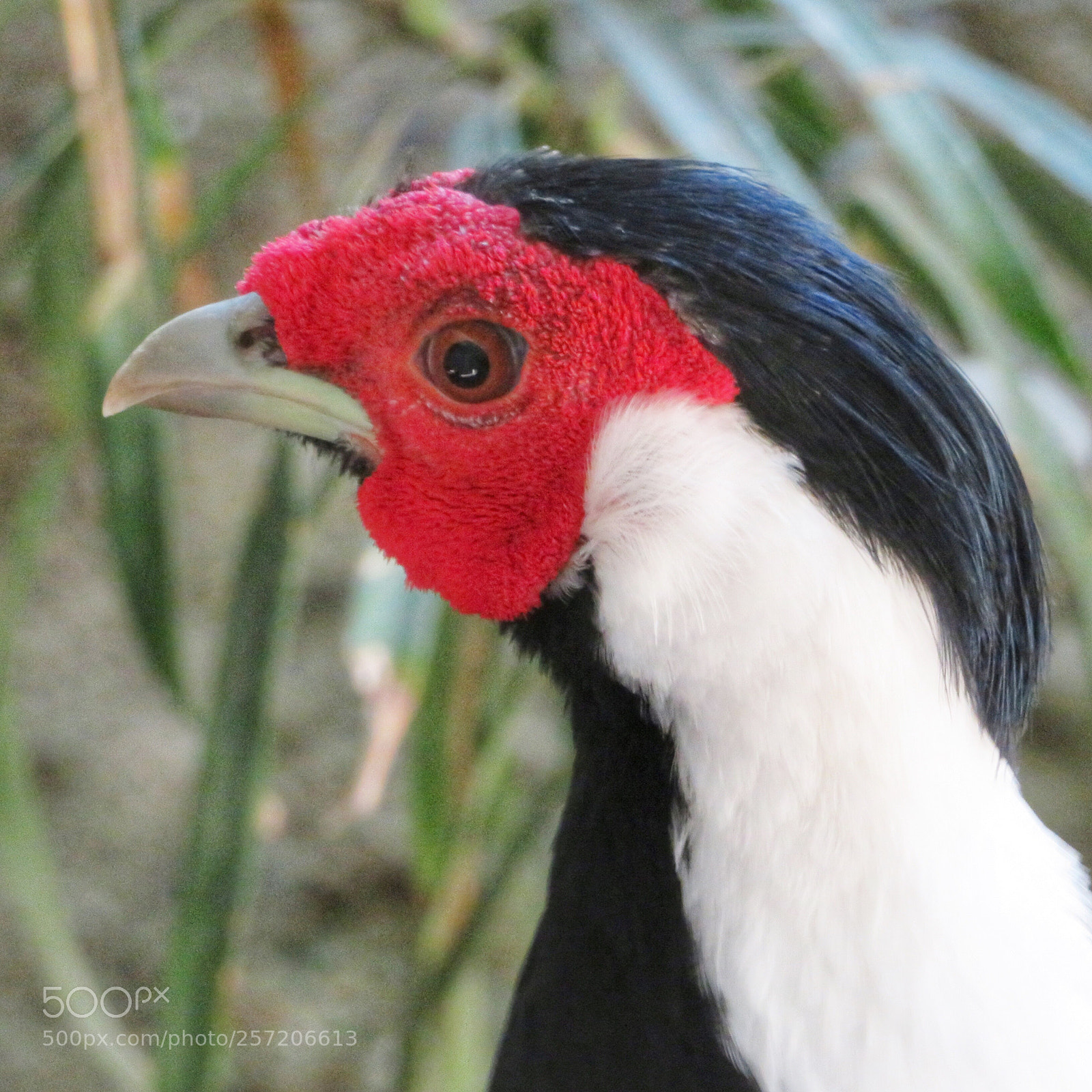 Canon PowerShot SX720 HS sample photo. Silver pheasant  photography