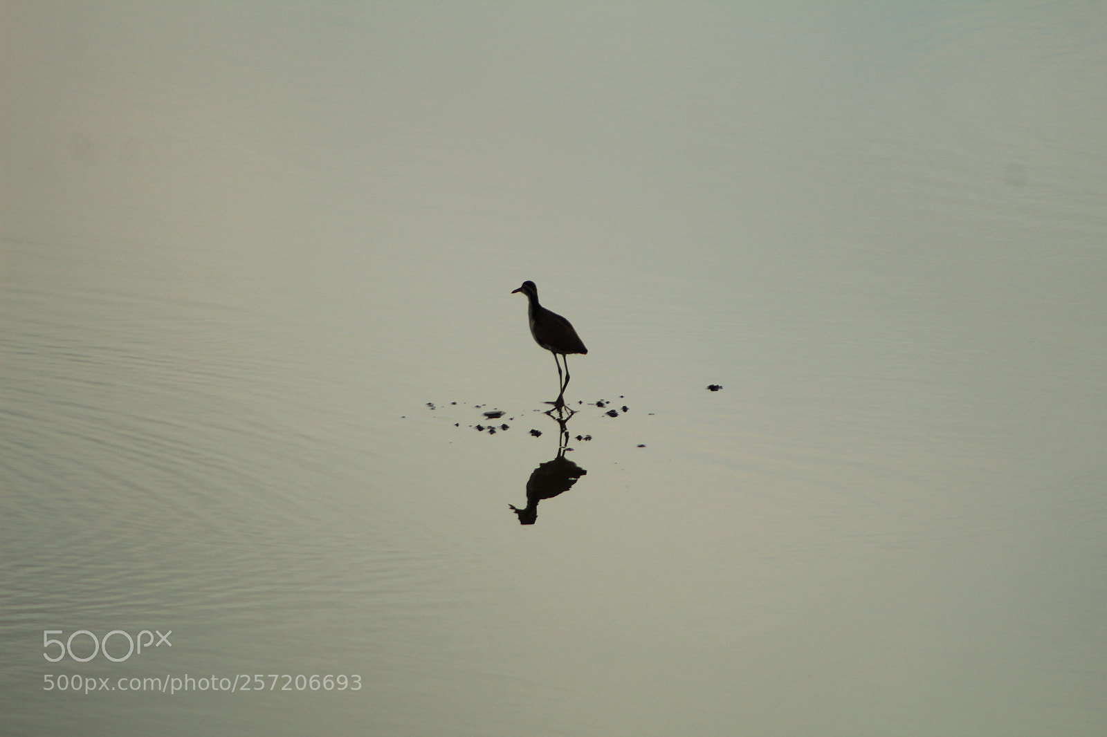 Canon EF 75-300mm f/4-5.6 sample photo. Untitled photography