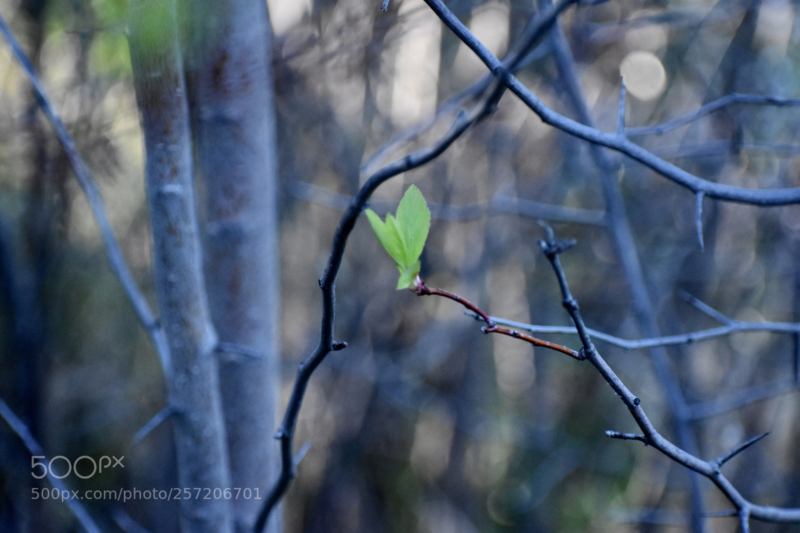 Nikon D3400 sample photo. New leaf photography