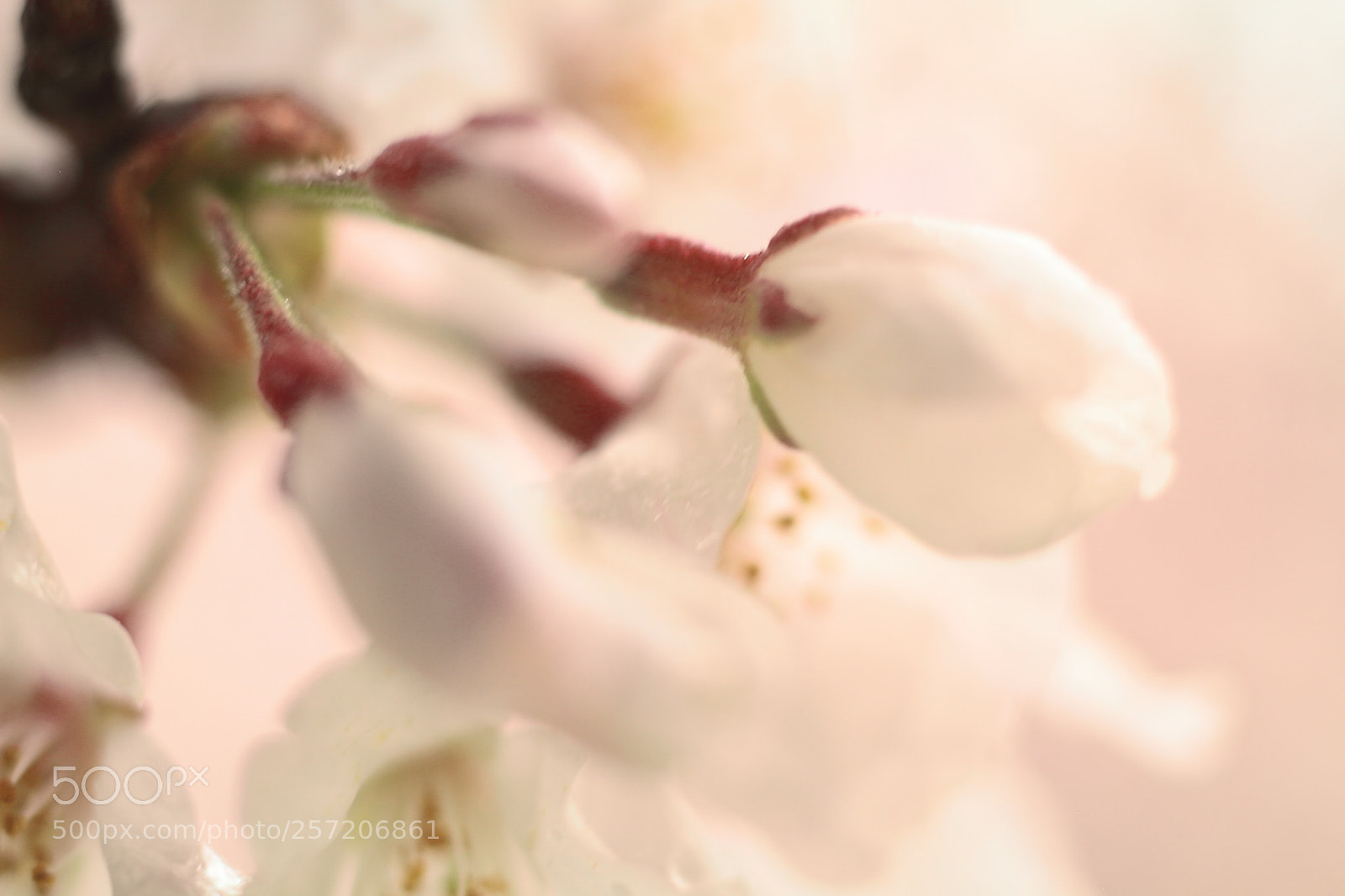 Canon EOS 7D sample photo. Cherry blossom photography