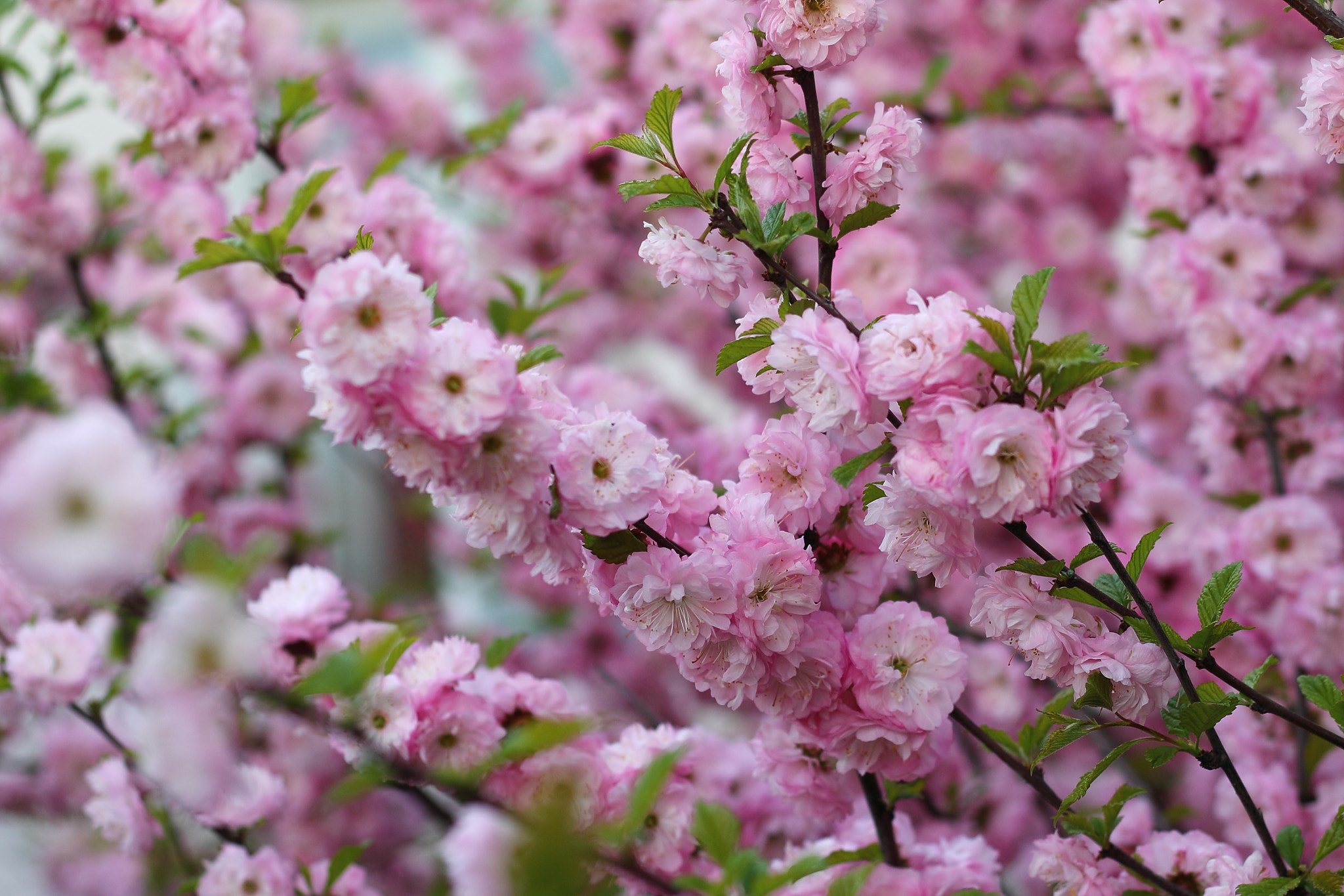 Canon EOS 1100D (EOS Rebel T3 / EOS Kiss X50) sample photo. Sakura blossom photography