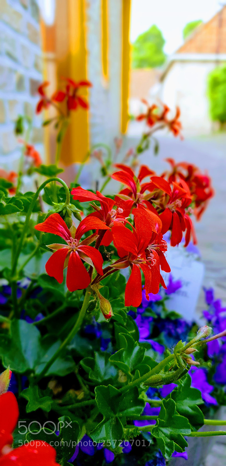 Samsung Galaxy S9 sample photo. Untitled photography