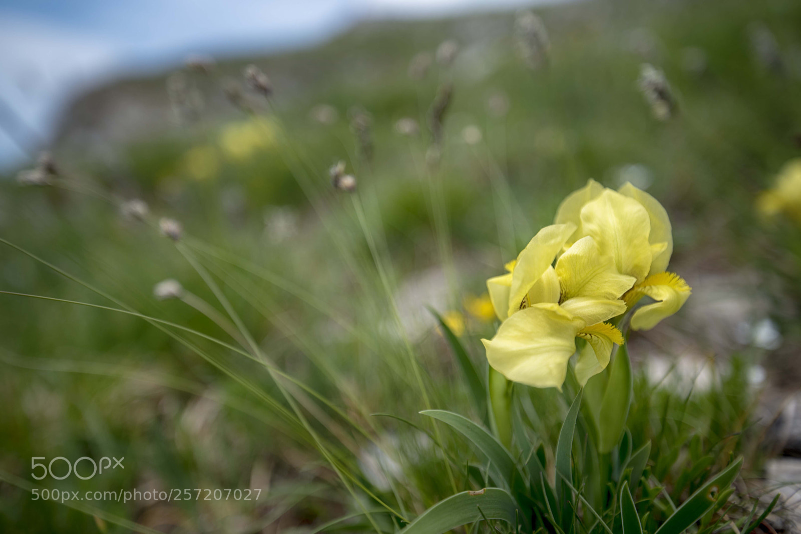 Nikon D750 sample photo. Wild iris reichenbachii photography