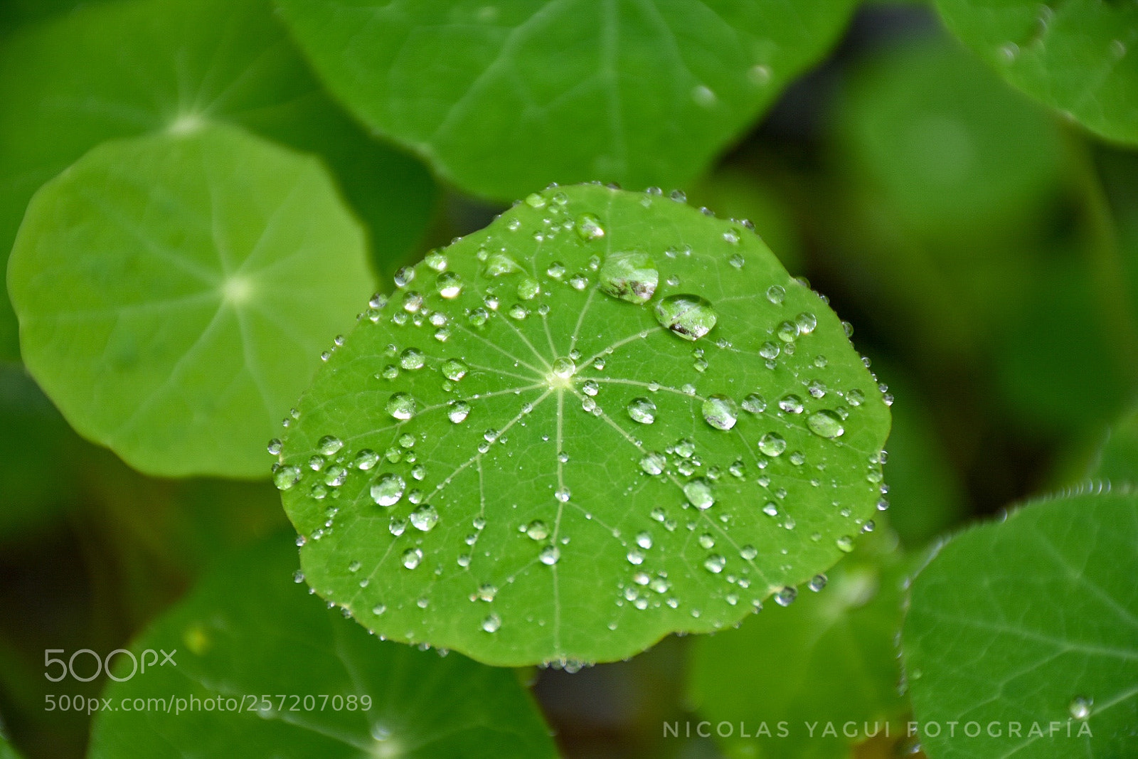 Nikon D7200 sample photo. Untitled photography