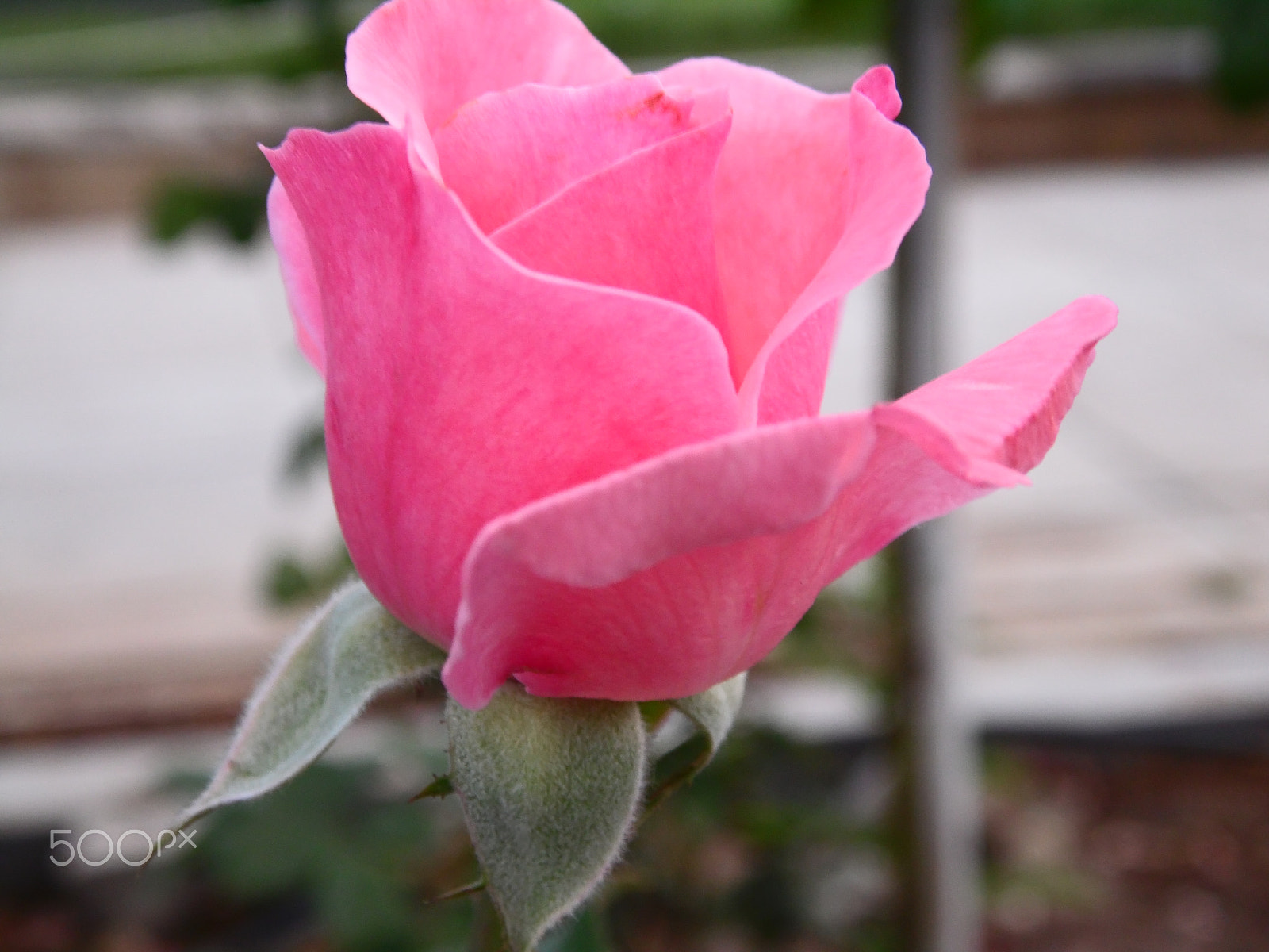 Samsung WB110/  WB111 sample photo. Gül photography
