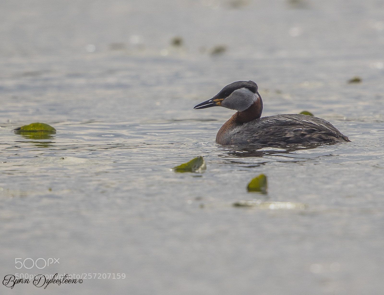 Canon EOS-1D X Mark II sample photo. Red-necked grebe / podiceps grisegena photography